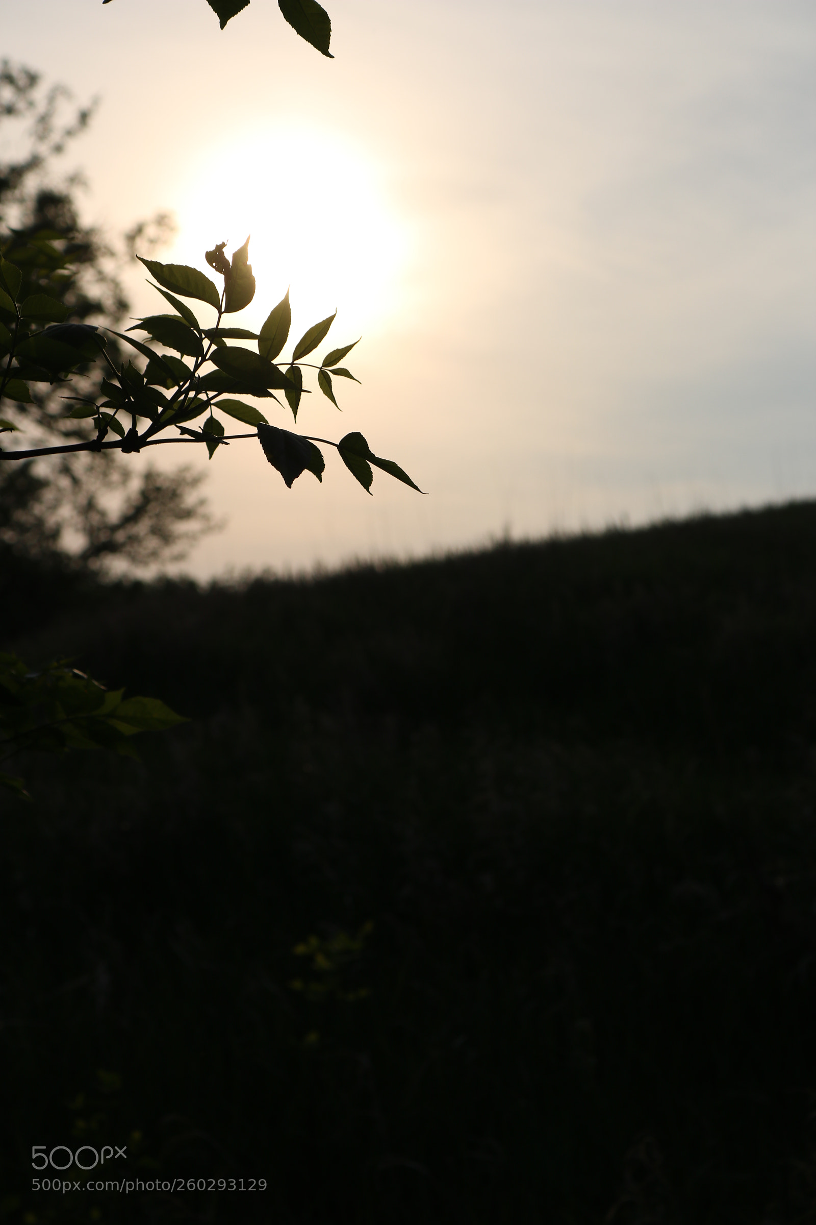 Canon EOS 750D (EOS Rebel T6i / EOS Kiss X8i) sample photo. Img photography