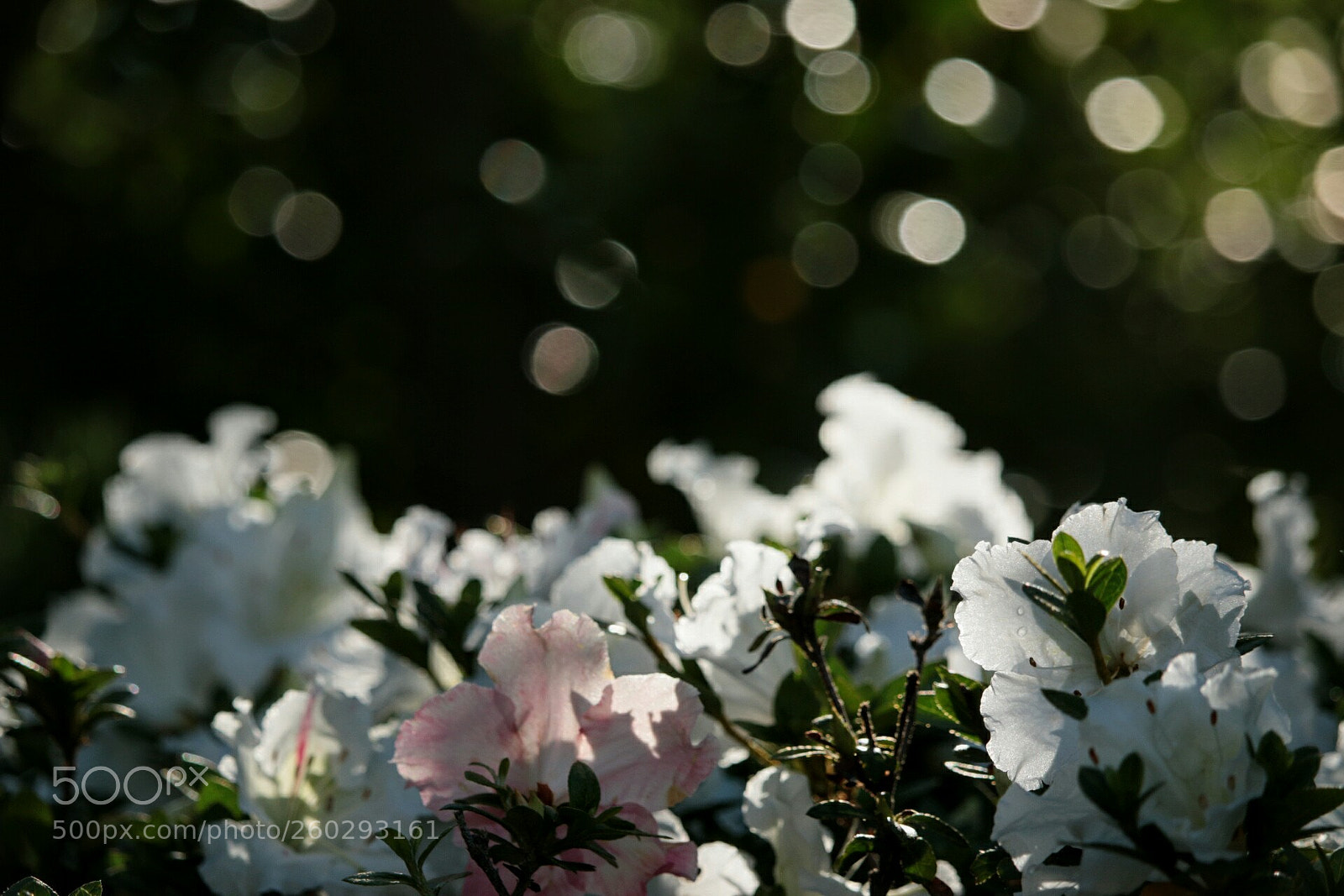 Canon EOS 70D sample photo. Gloria❗ photography