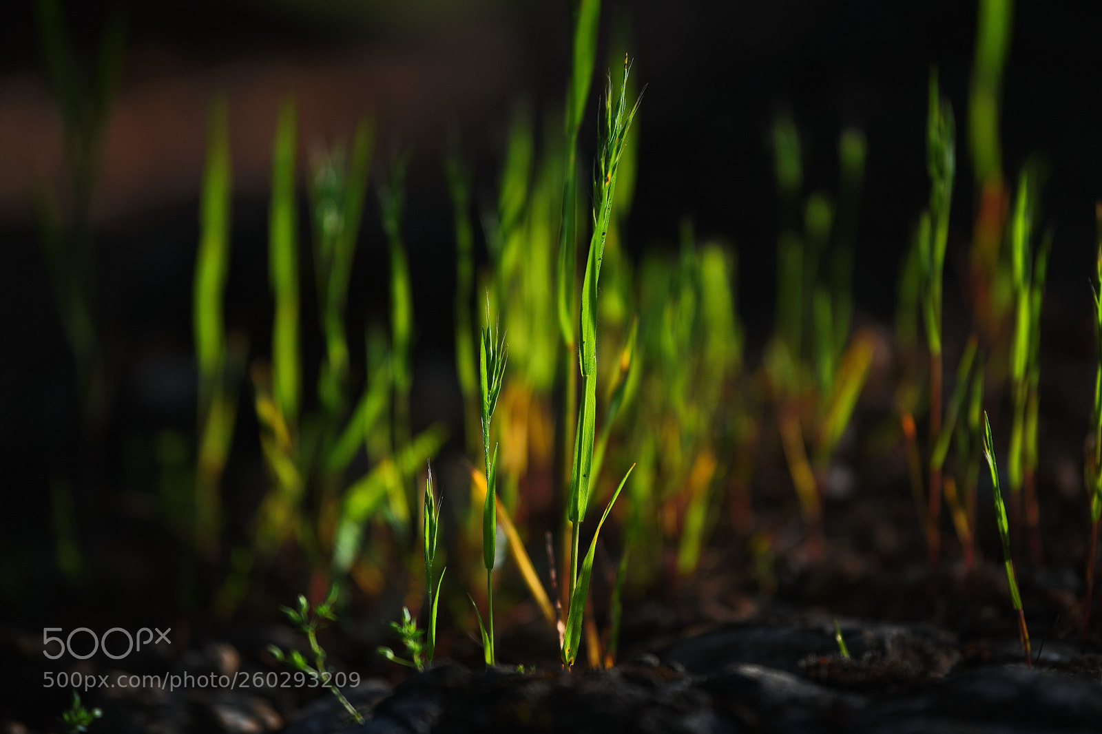 Nikon D850 sample photo. Grass photography