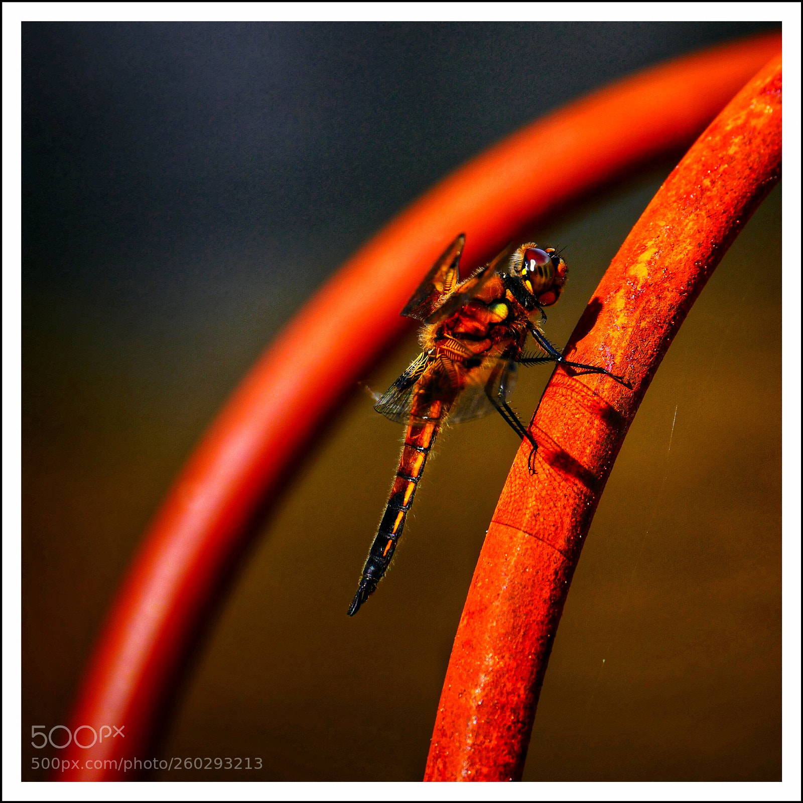 Panasonic Lumix DMC-FZ1000 sample photo. Dragonfly photography