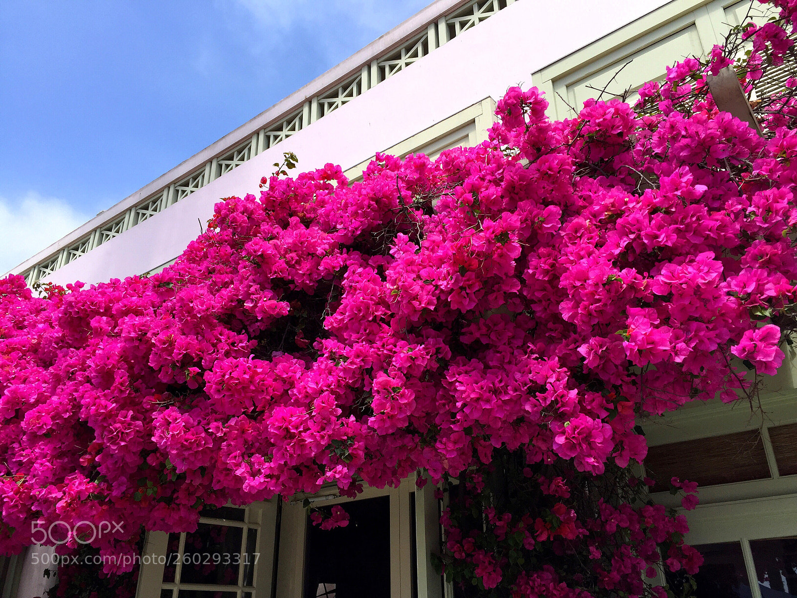 Apple iPhone 6 Plus sample photo. Bougainvillea  photography