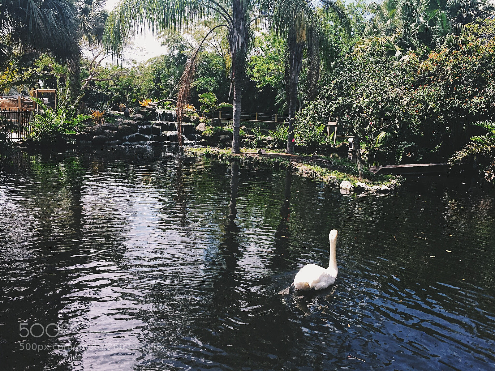Apple iPhone 6 sample photo. Bird in a pond photography