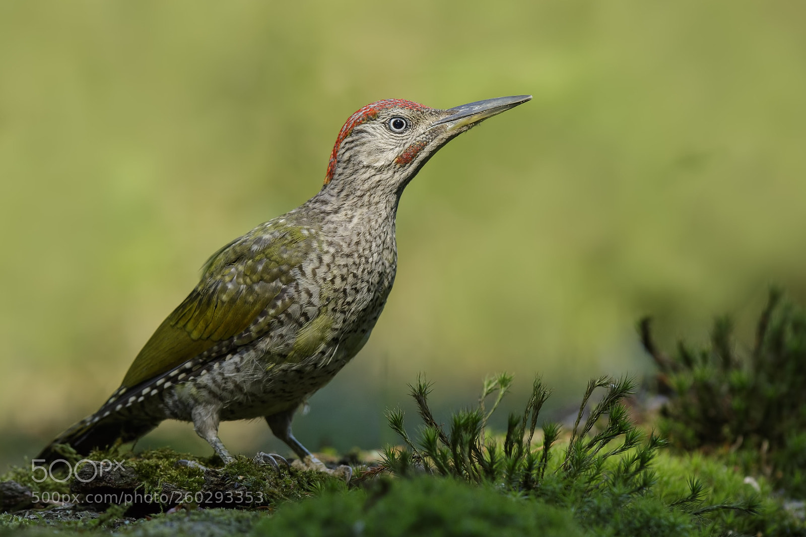 Canon EOS 7D Mark II sample photo. Green woodpecker photography