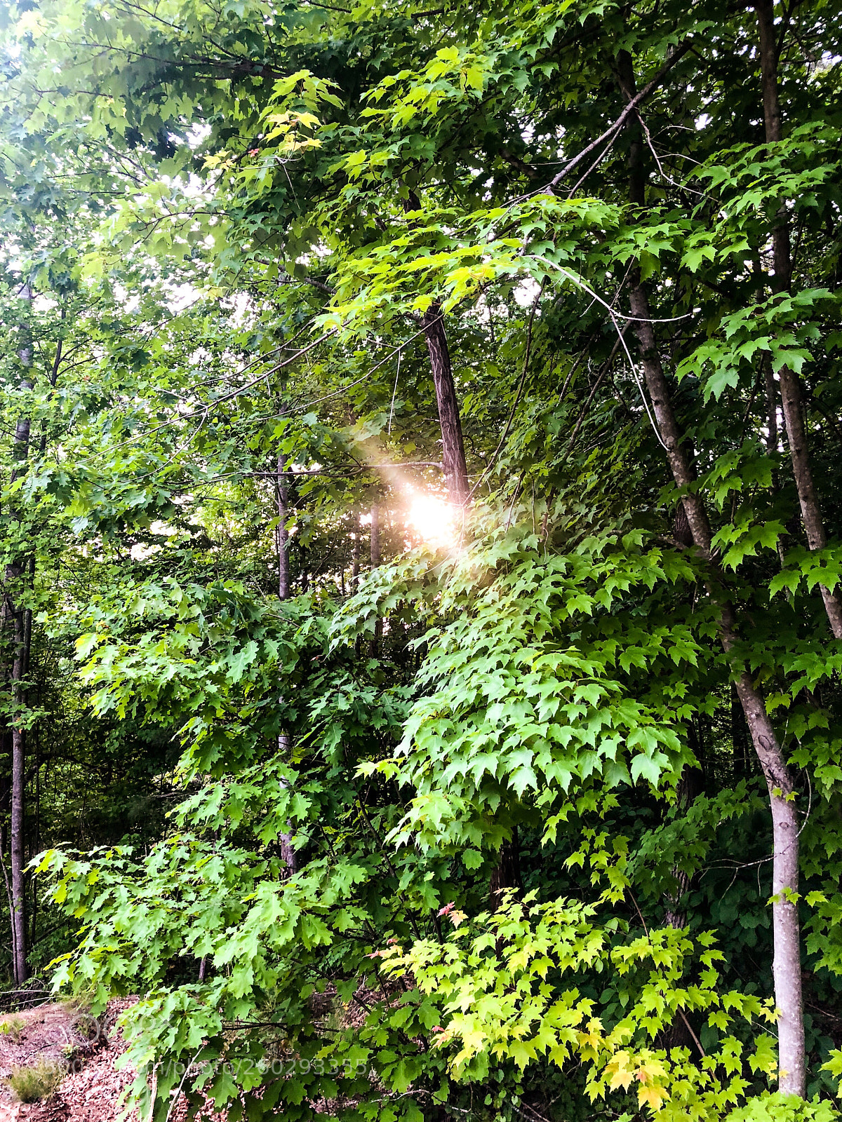 Apple iPhone 8 Plus sample photo. The sun through the photography