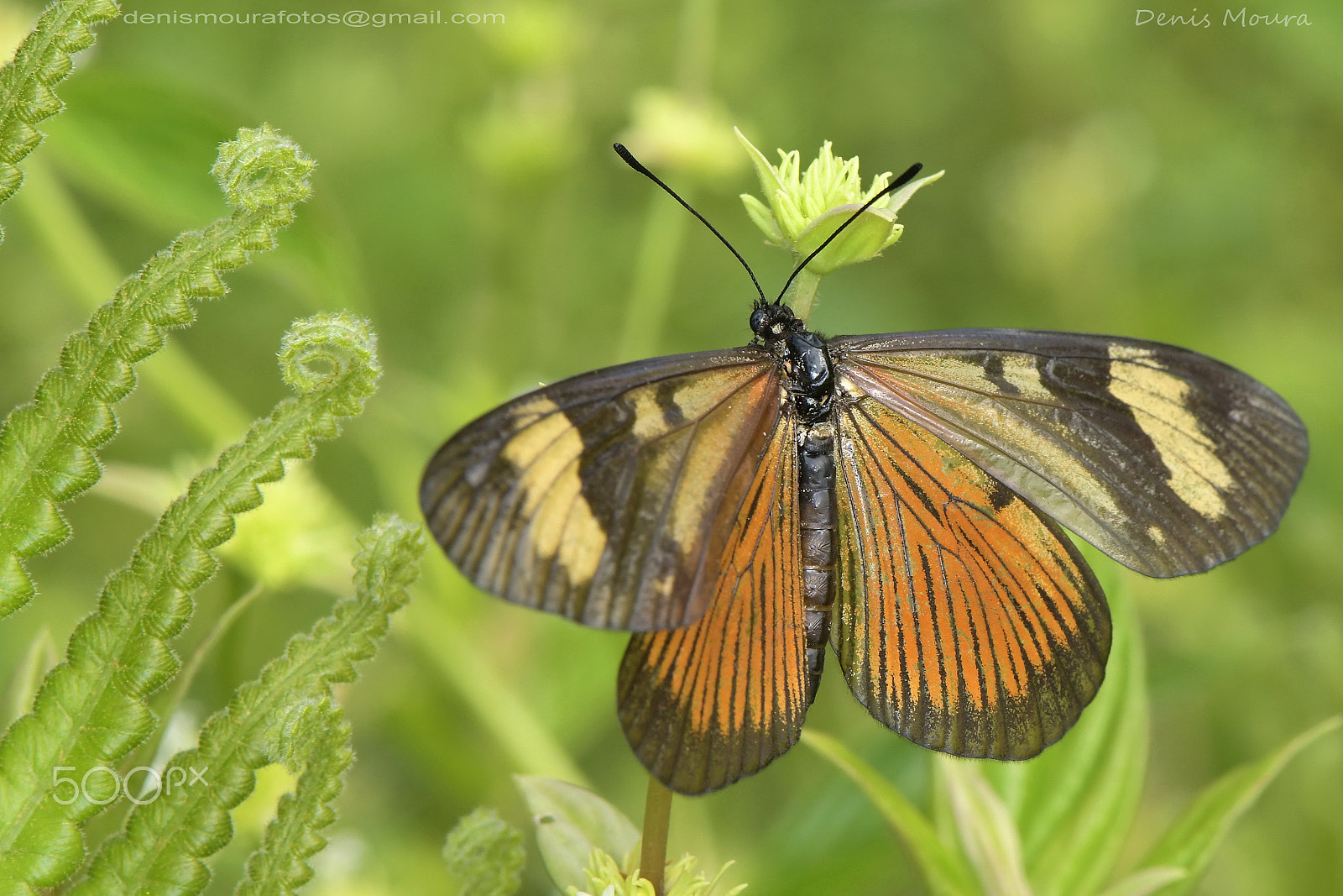 Nikon AF-S Micro-Nikkor 105mm F2.8G IF-ED VR sample photo. Borboleta photography