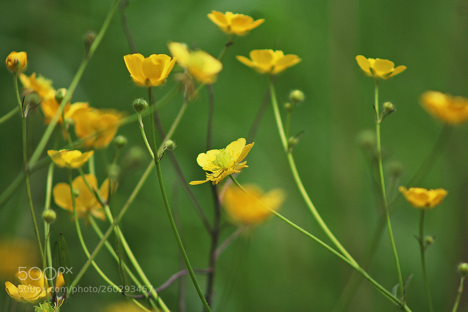 Canon EOS 1200D (EOS Rebel T5 / EOS Kiss X70 / EOS Hi) sample photo. Yellow photography