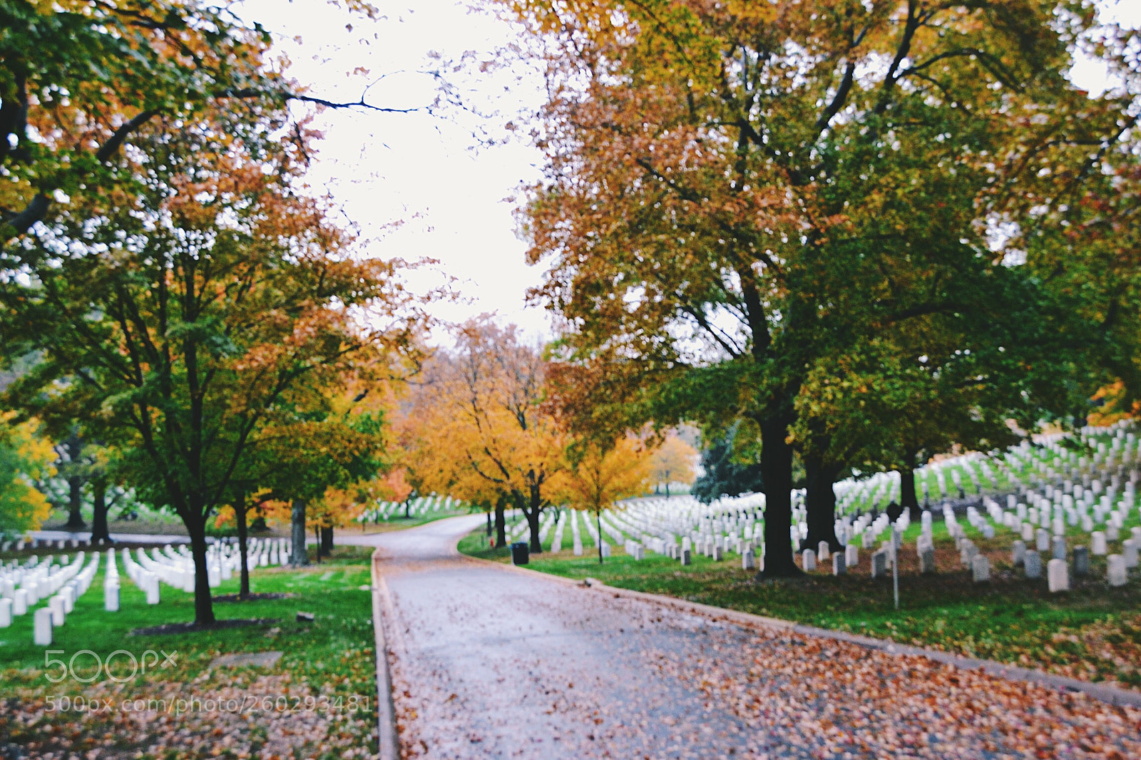 Nikon D3100 sample photo. Arlington in autumn photography