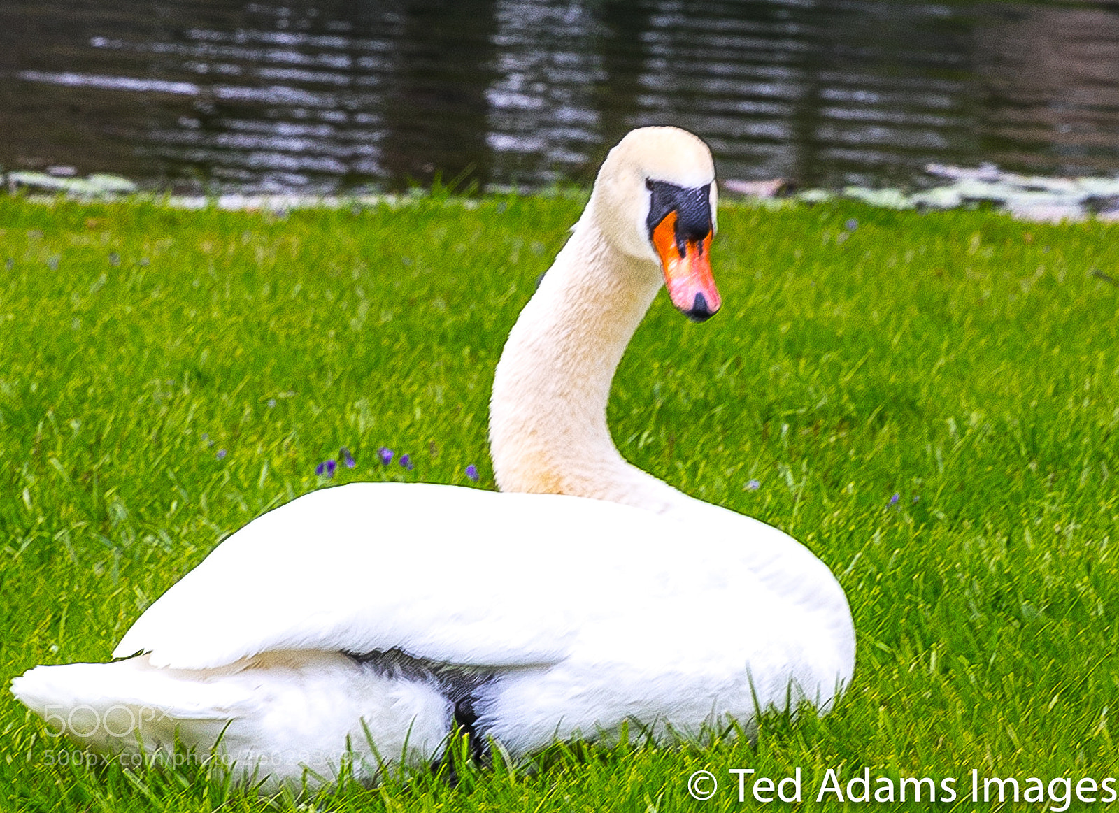 Canon EOS 5D Mark IV sample photo. Swann at spring grove photography