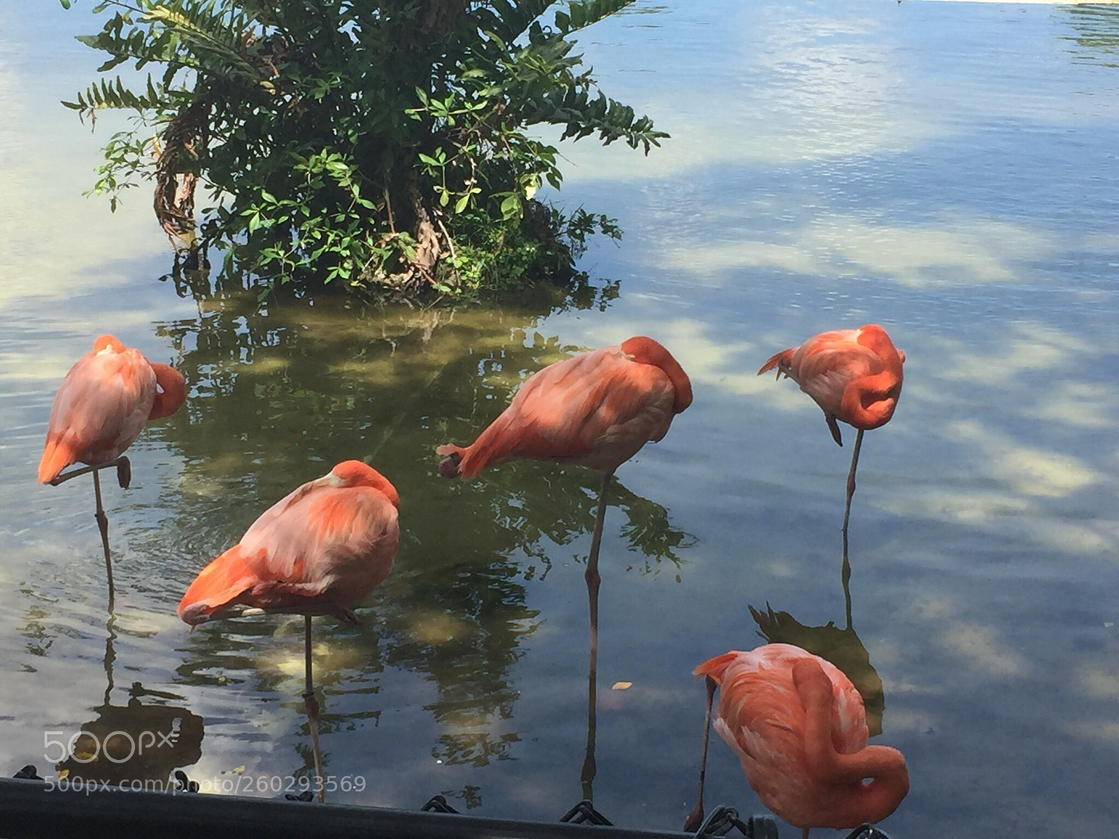Apple iPhone 6 sample photo. Perfectly balanced photography