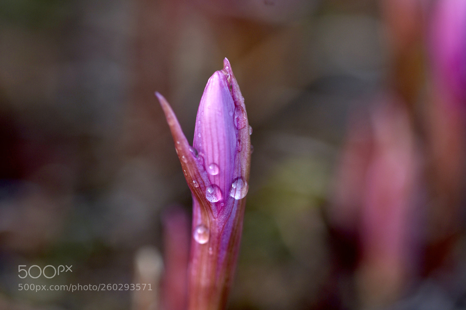 Nikon D7200 sample photo. Flower photography