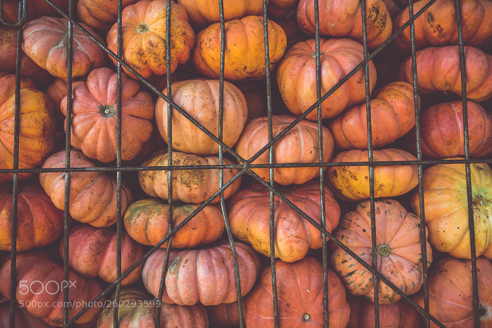 Canon EOS 60D sample photo. Caged pumpkins photography
