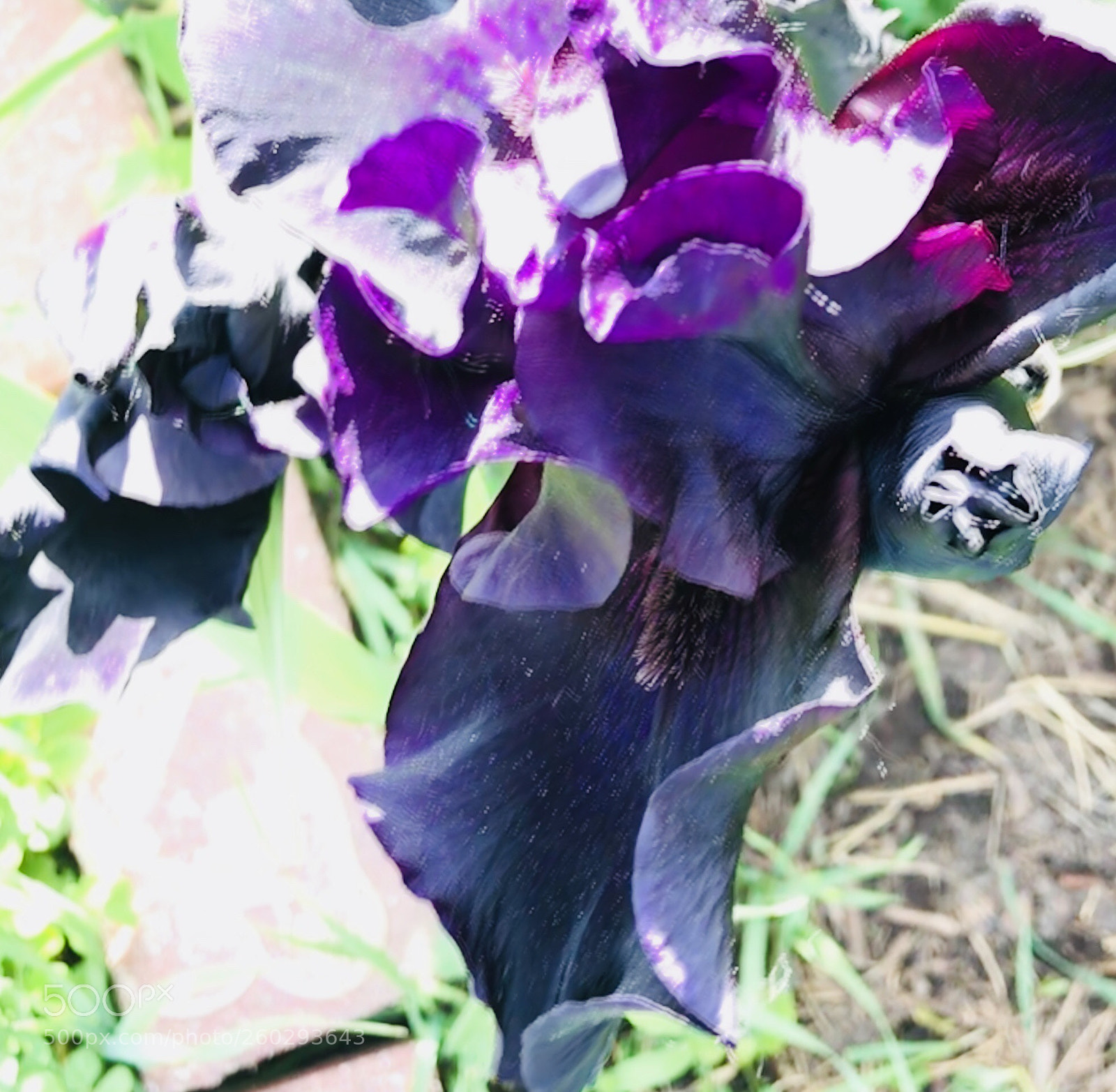 Apple iPhone 7 Plus sample photo. Purple photography