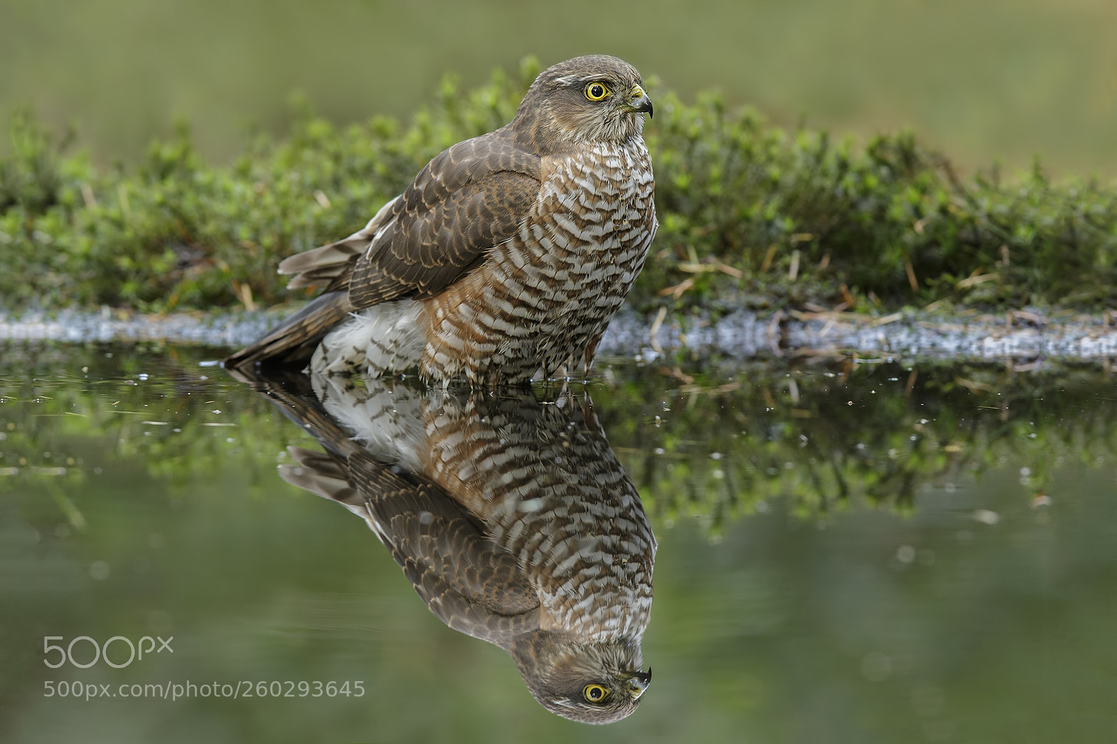Canon EOS 7D Mark II sample photo. Sparrowhawk photography