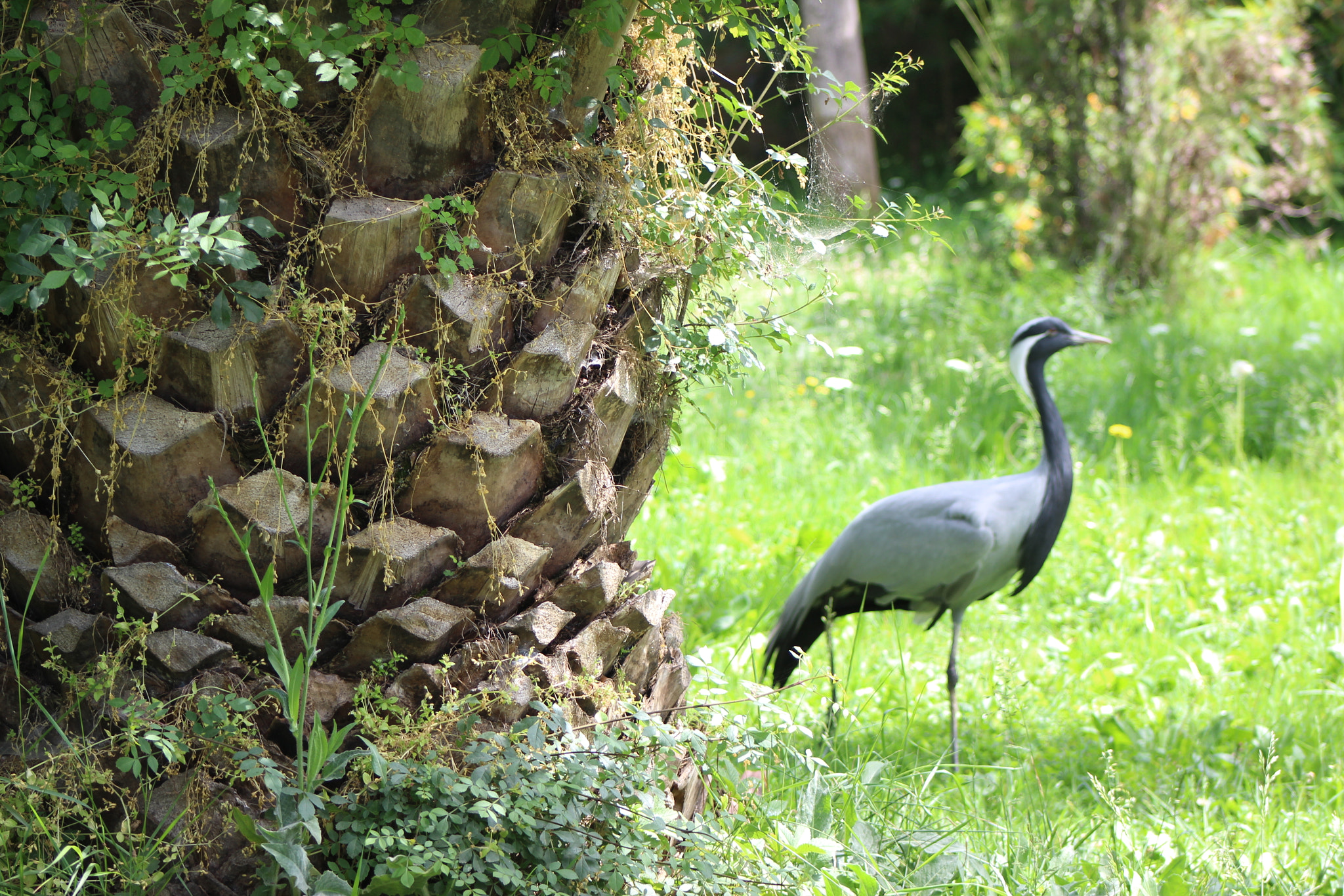Canon EF 75-300mm f/4-5.6 sample photo. Img photography