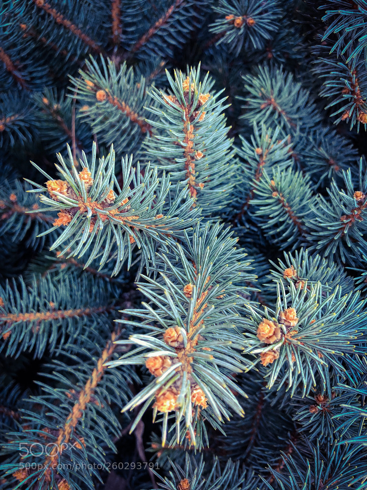 Apple iPhone 8 Plus sample photo. Untitled photography