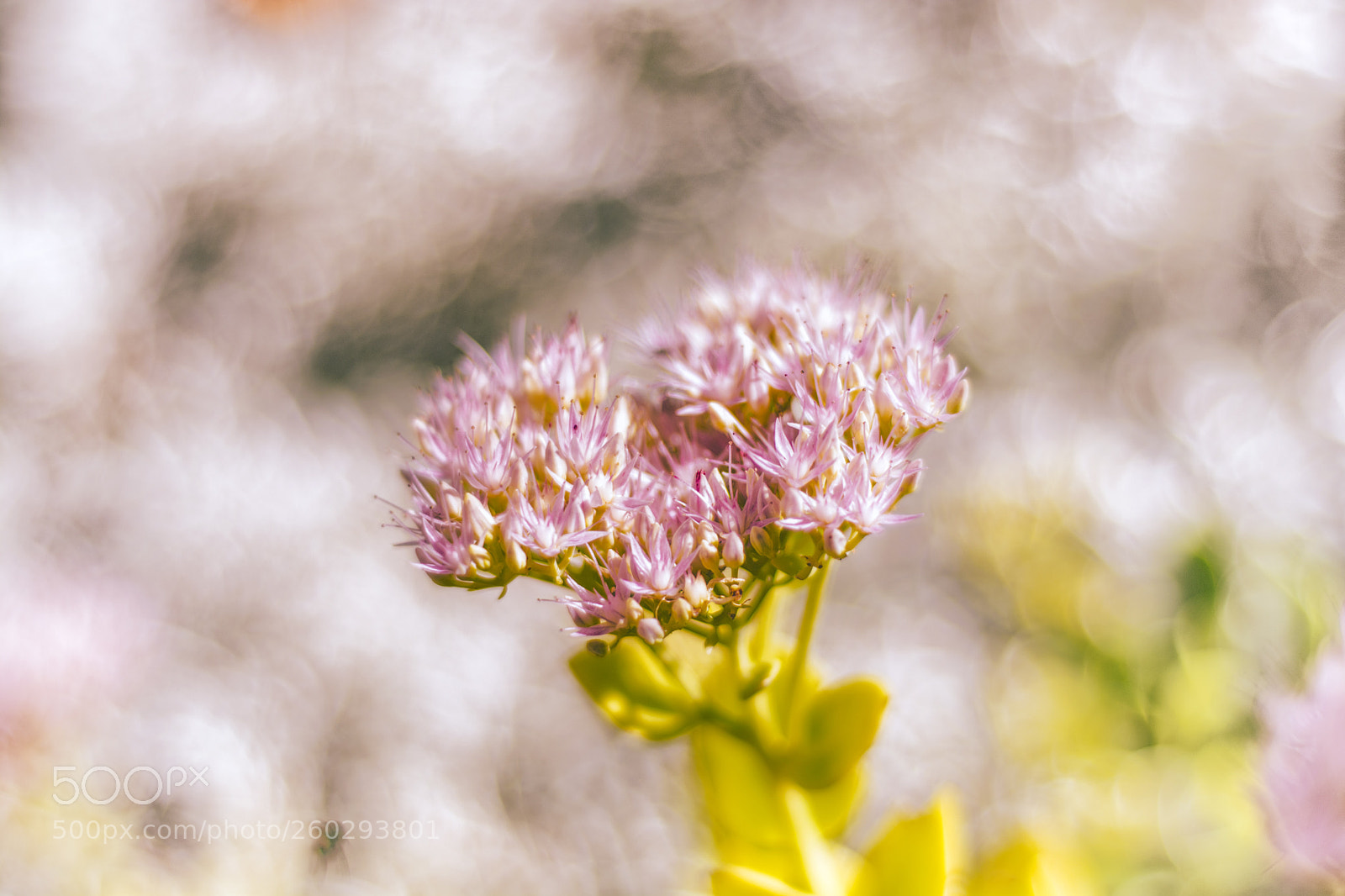 Nikon D5200 sample photo. Wassup color photography
