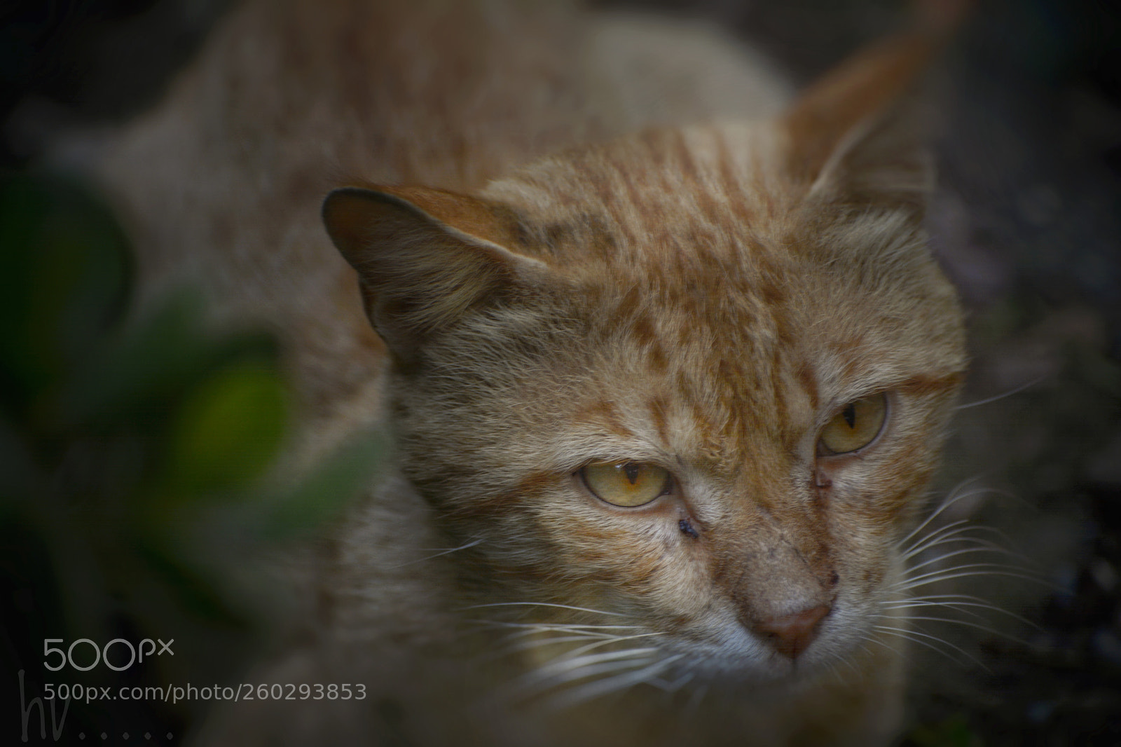 Nikon D7100 sample photo. Ginger photography