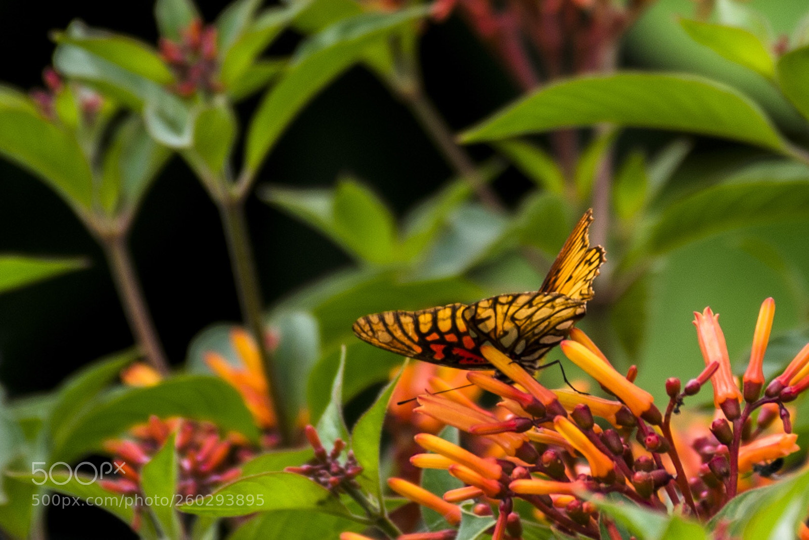 Nikon D3400 sample photo. Untitled photography