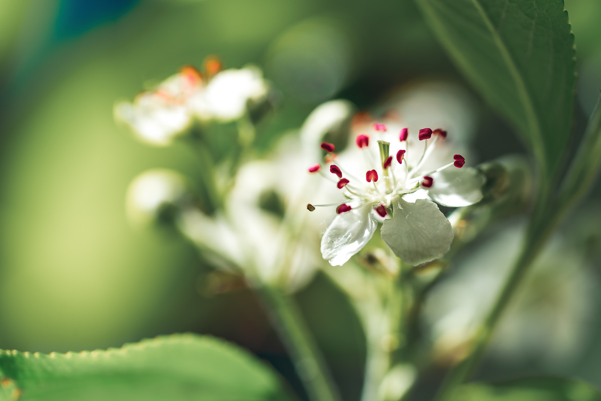 Sony a7S sample photo. Aronia melanocarpa glorie e photography