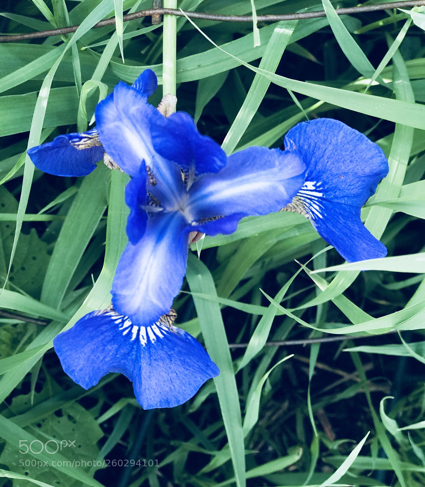 Apple iPhone 7 Plus sample photo. Blue photography