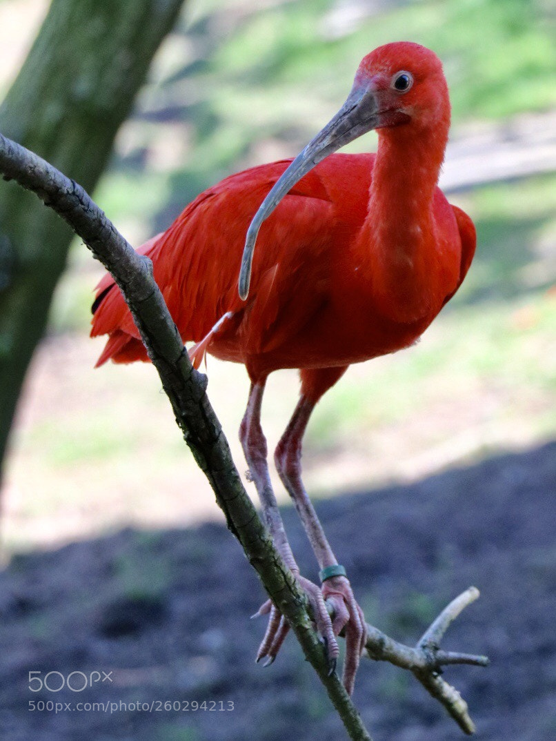 Canon EOS 750D (EOS Rebel T6i / EOS Kiss X8i) sample photo. Red ibis photography