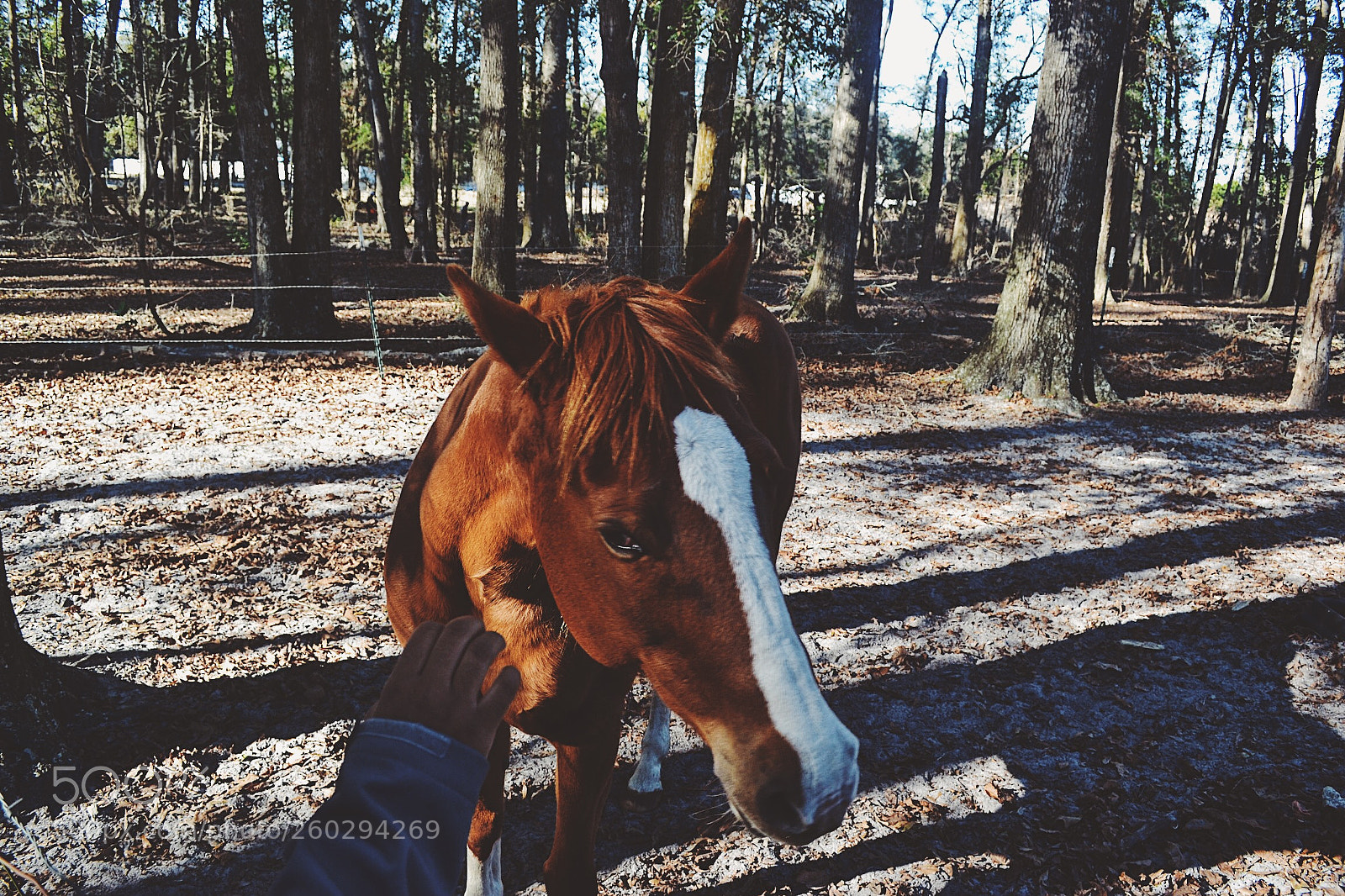 Nikon D3100 sample photo. The modeling horse photography