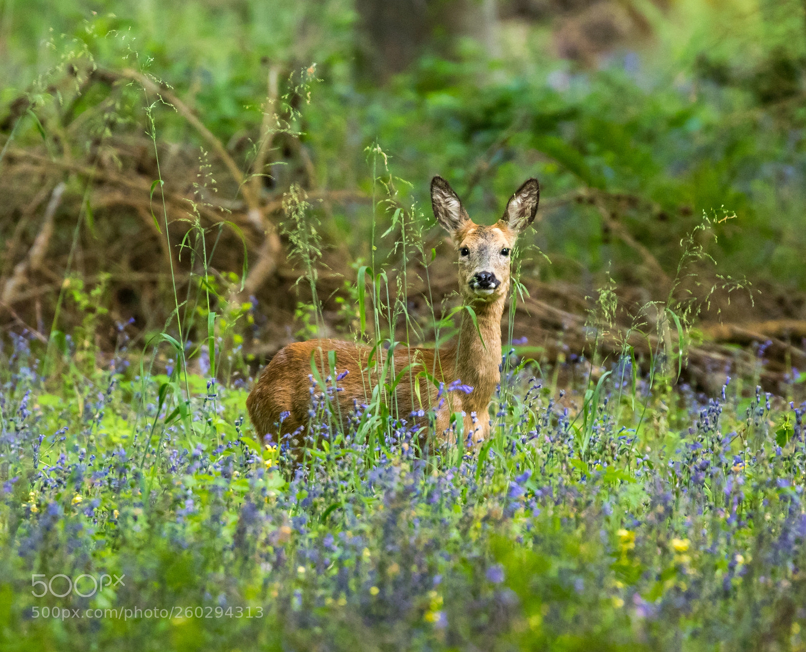 Canon EOS 7D Mark II sample photo. Admidst the withering bluebells photography