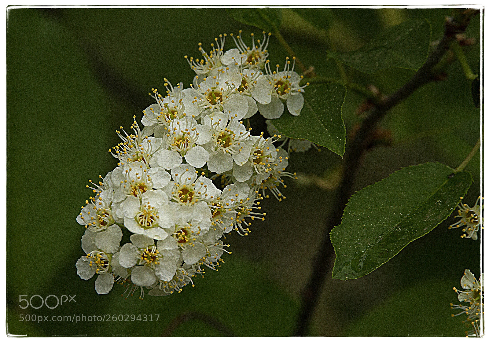 Canon EOS 7D sample photo. White flower bunch  photography