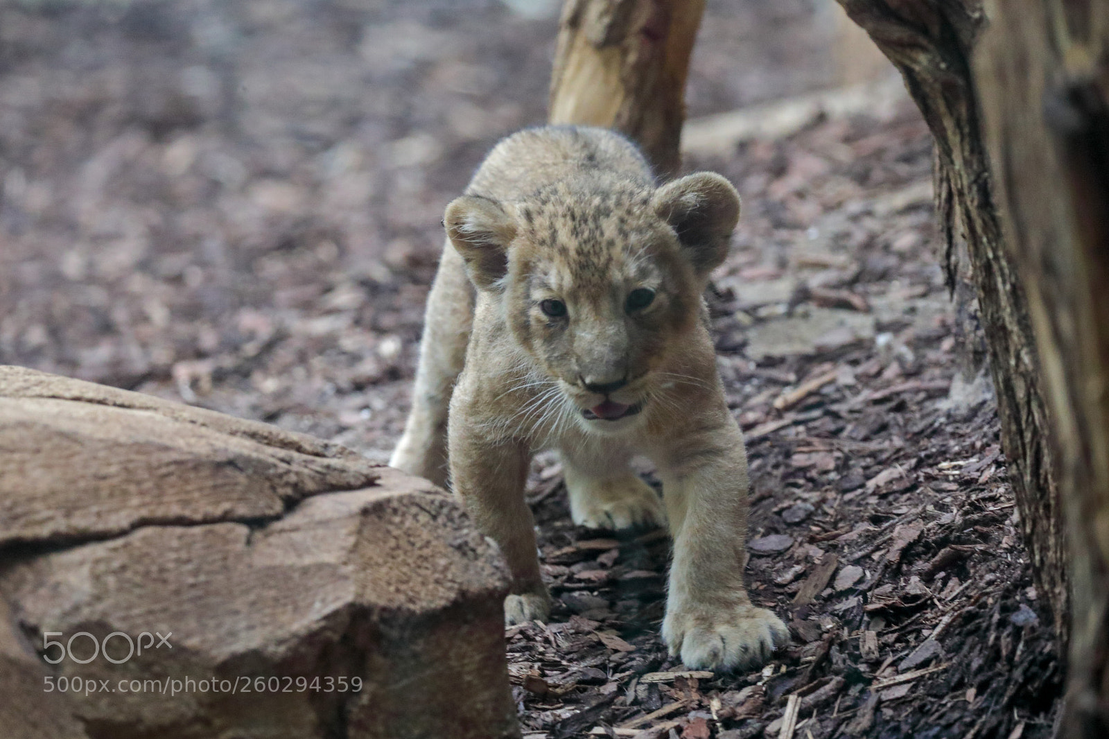 Canon EOS 5D Mark IV sample photo. Lion cub photography
