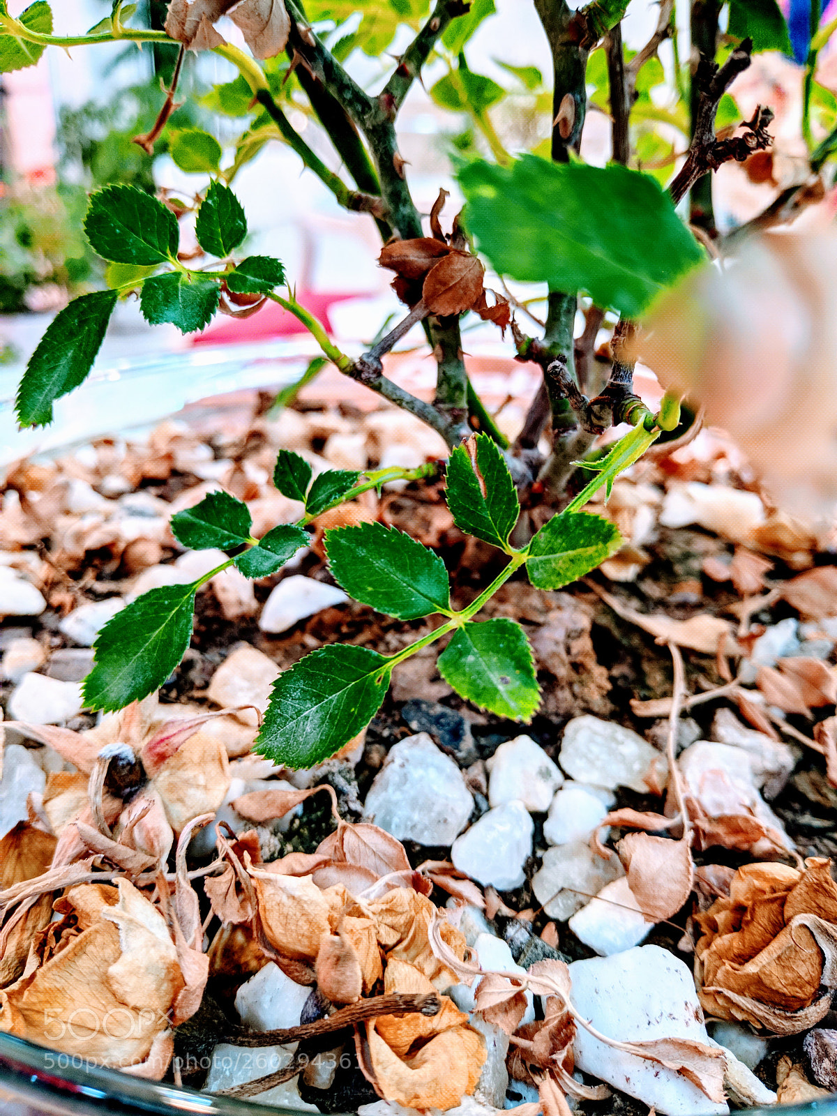 Xiaomi Mi A1 sample photo. Untitled photography