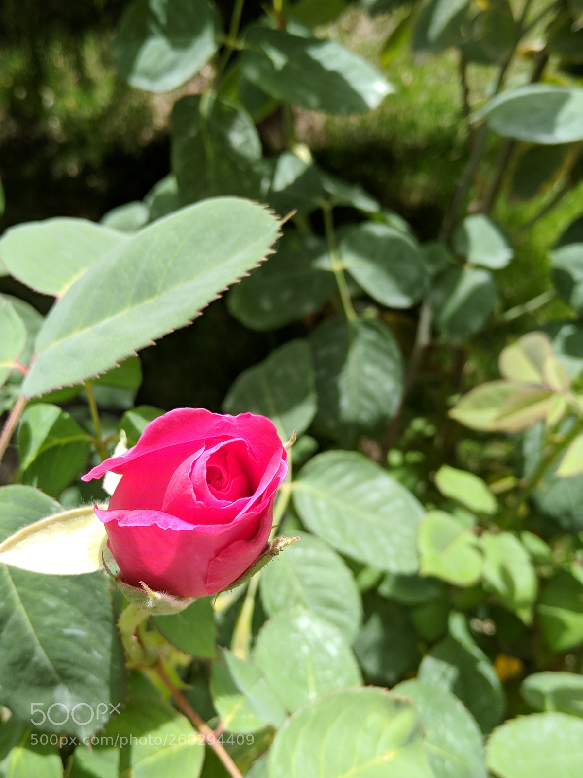 Xiaomi Mi A1 sample photo. Untitled photography