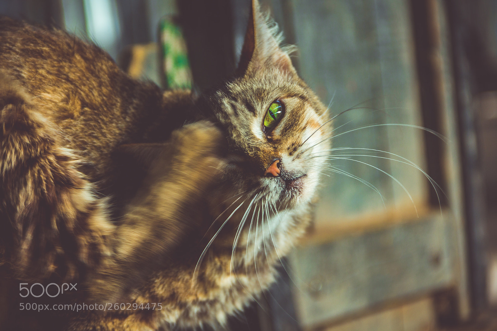 Canon EOS 60D sample photo. Yellowish green eye photography