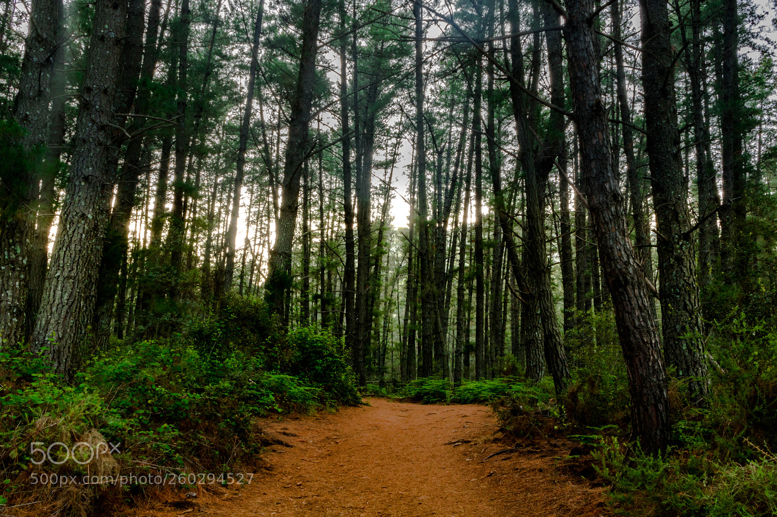 Canon EOS 750D (EOS Rebel T6i / EOS Kiss X8i) sample photo. Forest photography