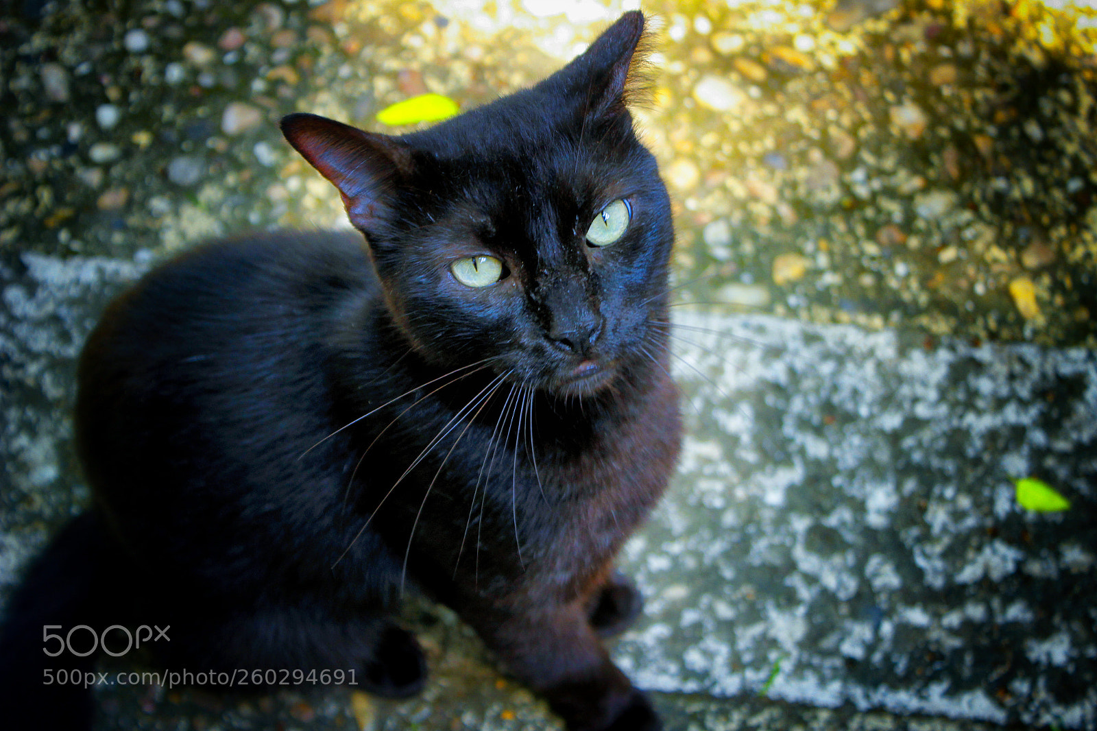 Canon EOS 600D (Rebel EOS T3i / EOS Kiss X5) sample photo. Night fury photography