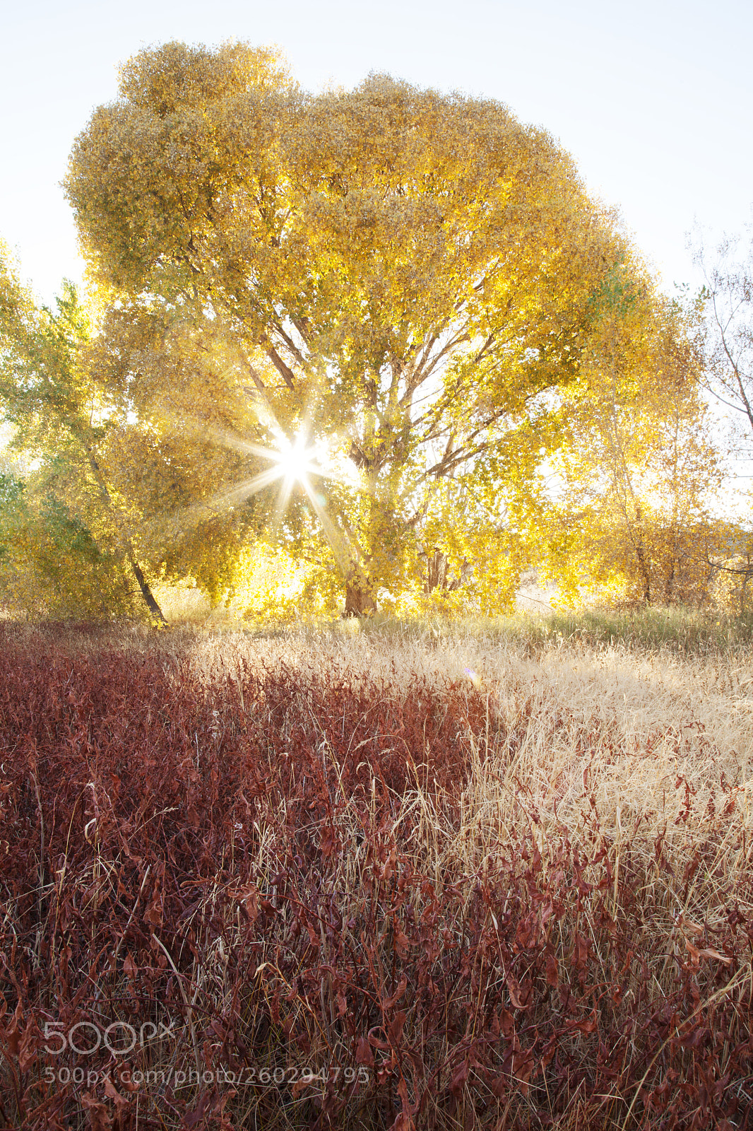 Canon EOS 5D Mark II sample photo. Autumn at watson woods photography