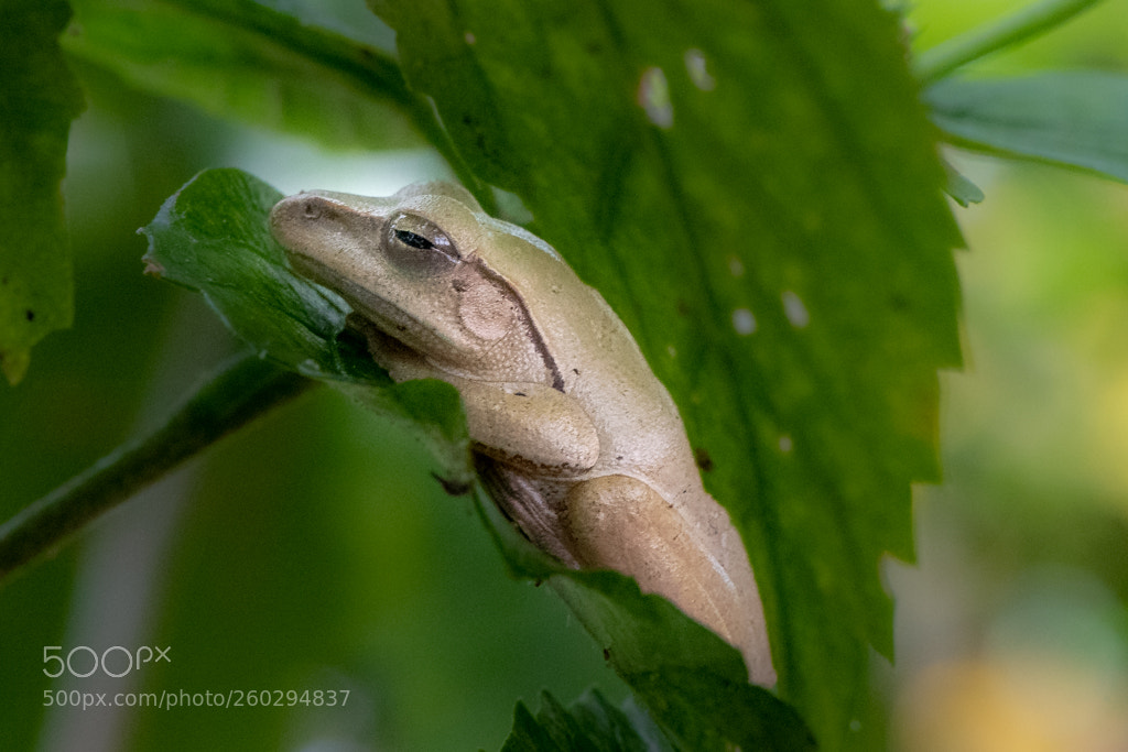 Nikon D810 sample photo. Tree frog photography