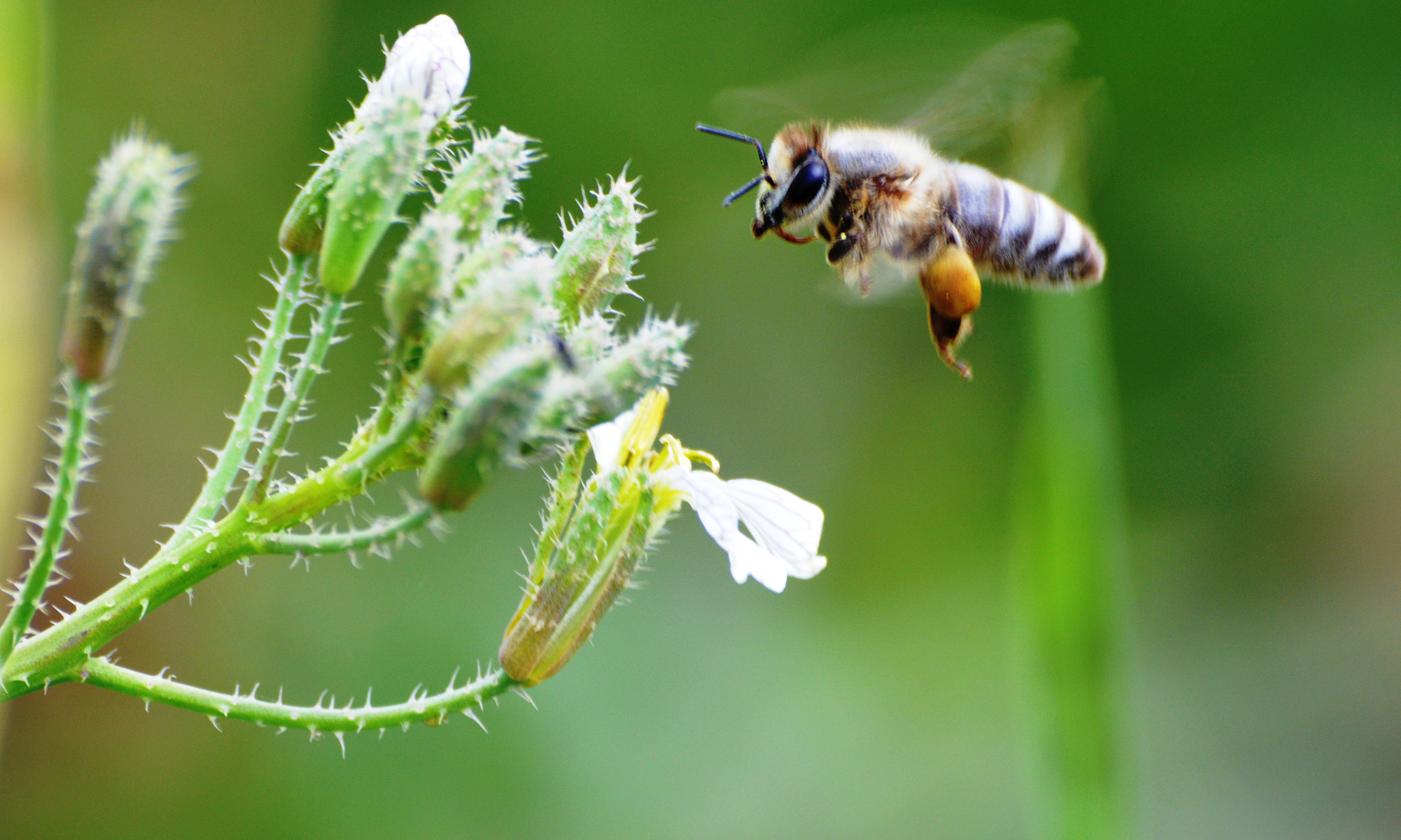 Sigma 70-300mm F4-5.6 APO DG Macro sample photo. Busy bees photography