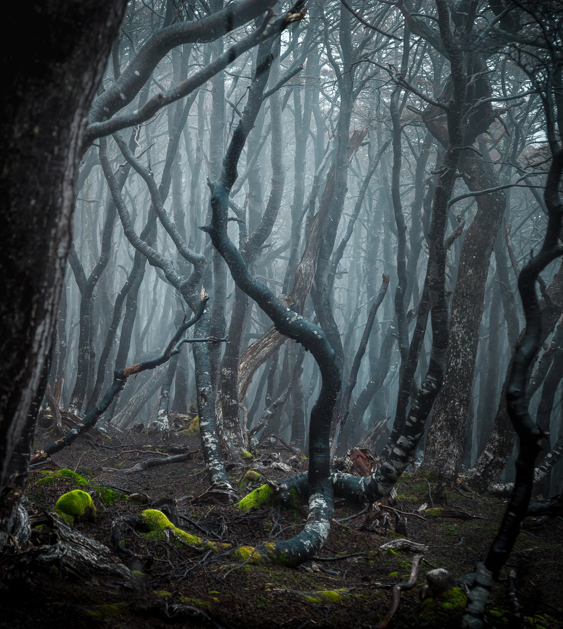 Sony a7S II sample photo. Cerro bandera forest photography