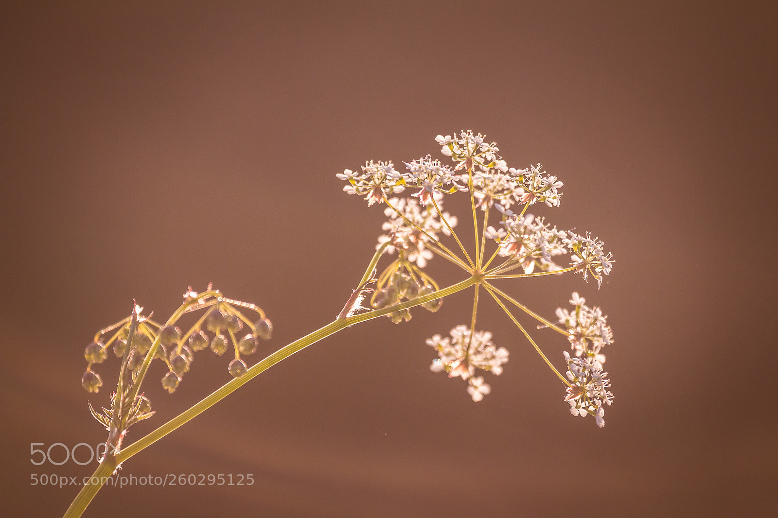 Canon EOS 70D sample photo. Flowers photography