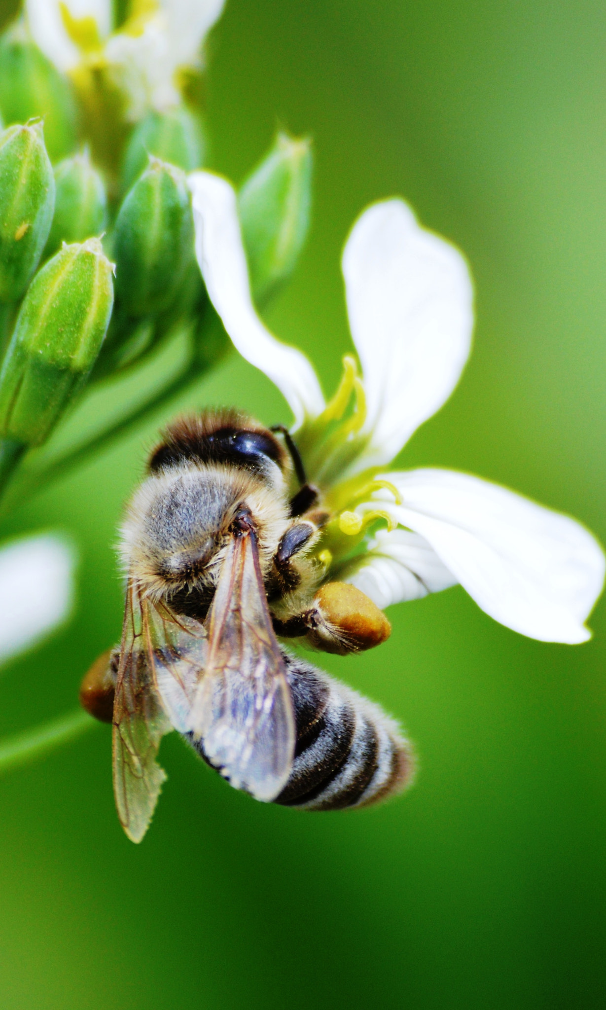 Nikon D3200 + Sigma 70-300mm F4-5.6 APO DG Macro sample photo. Busy bees photography