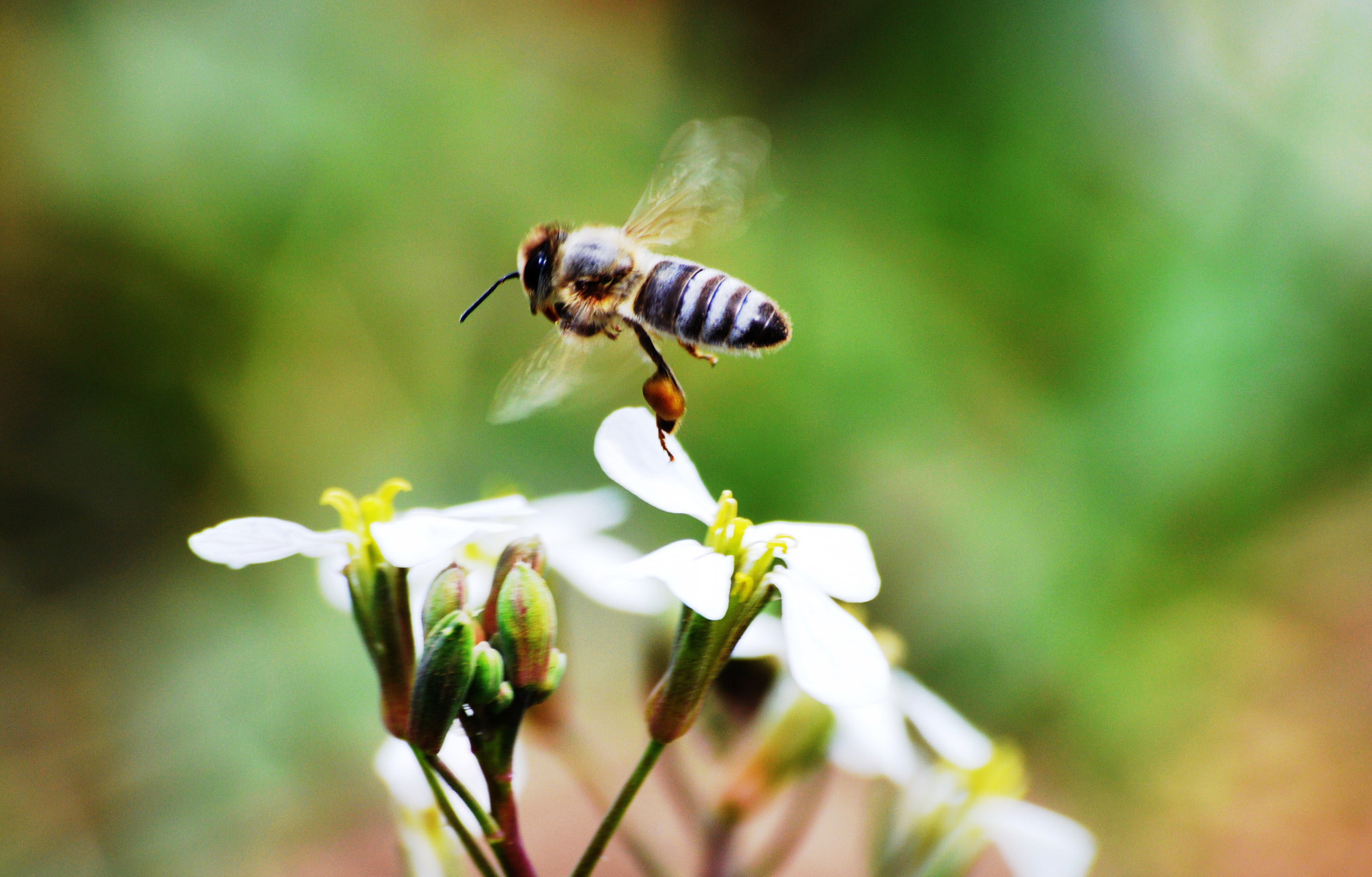 Nikon D3200 + Sigma 70-300mm F4-5.6 APO DG Macro sample photo. Busy bees photography