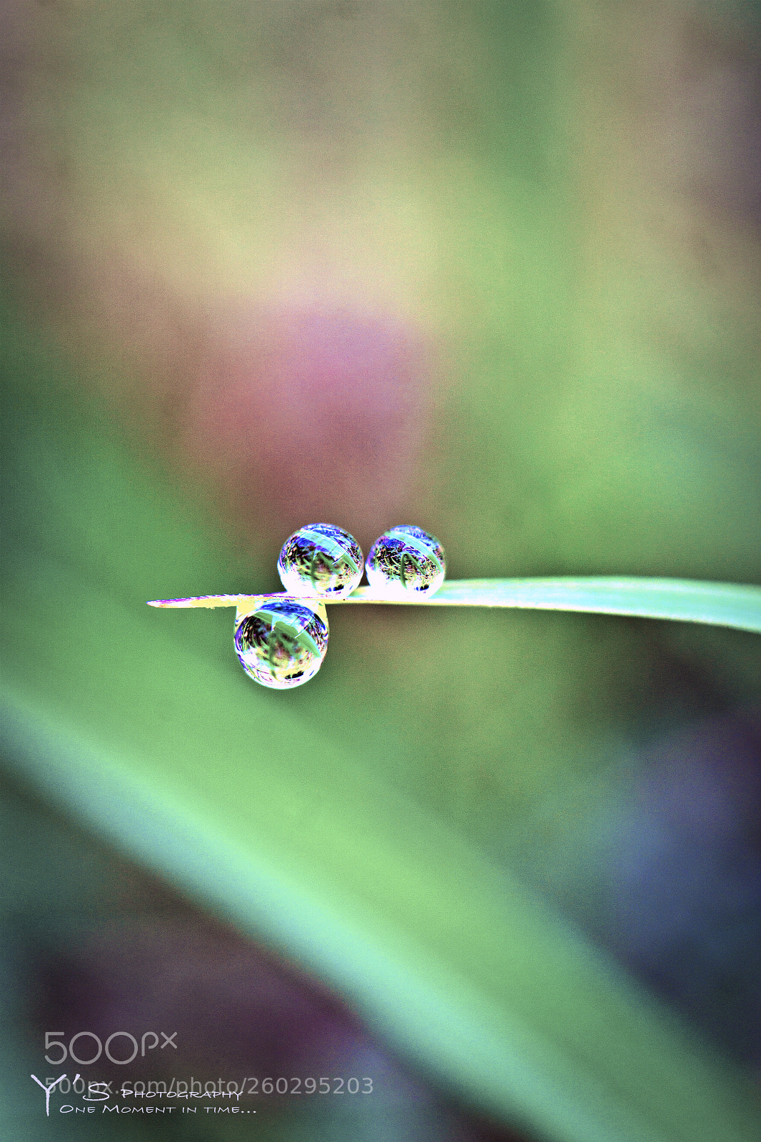 Sony a6000 sample photo. Morning dew. 露珠。3 photography