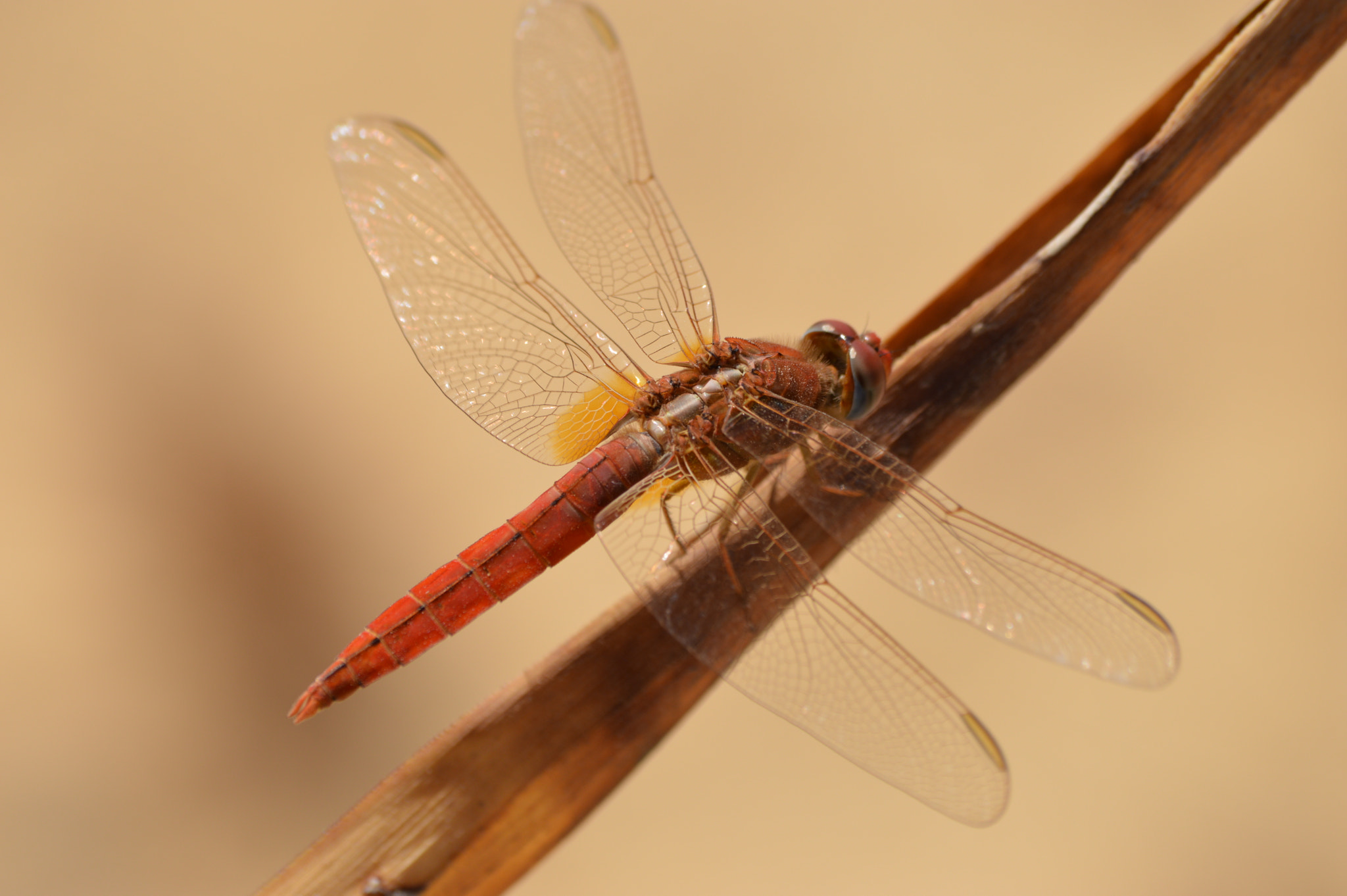 Sigma 70-300mm F4-5.6 APO DG Macro sample photo. Dragonfly close up photography