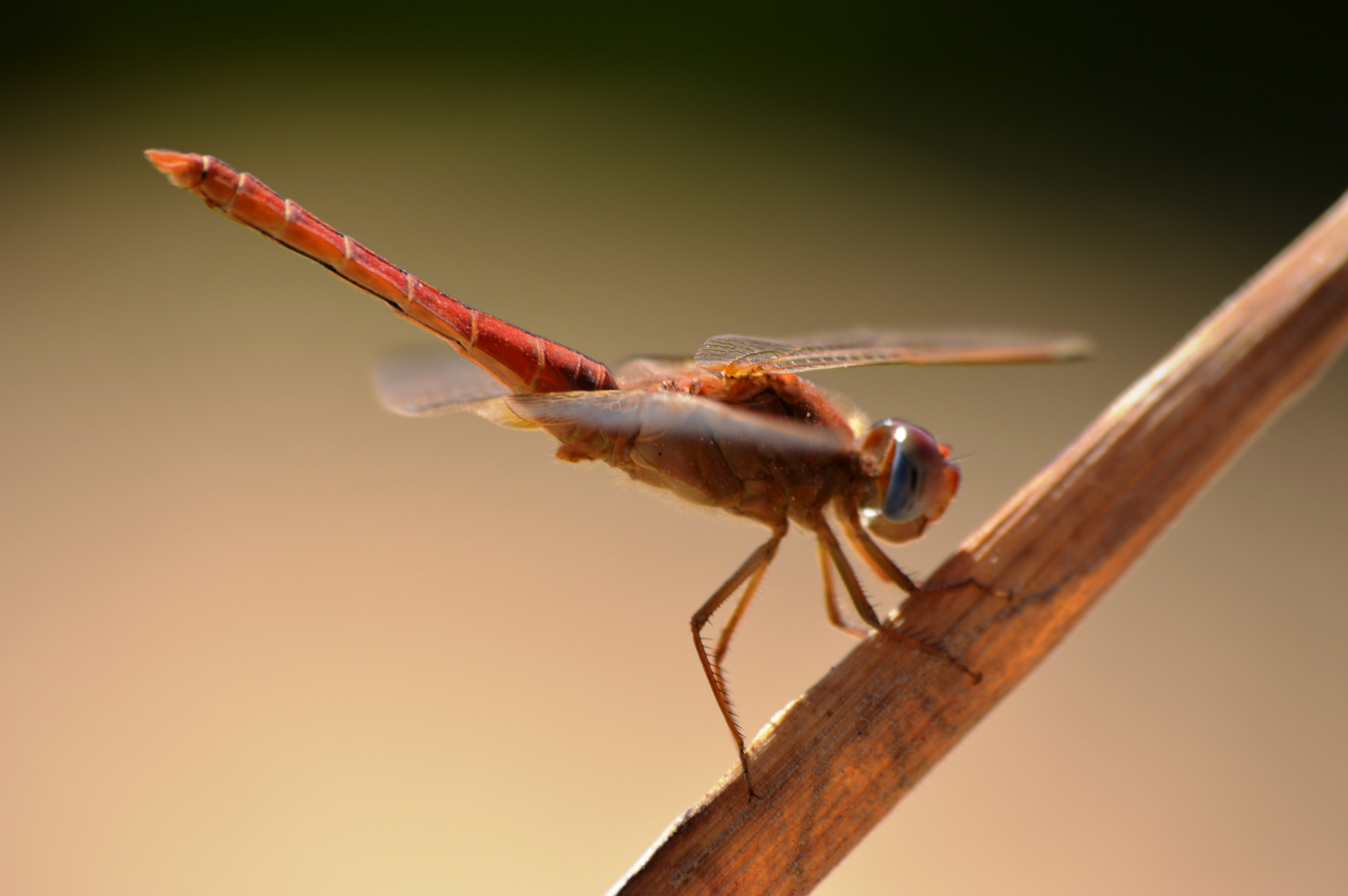 Nikon D3200 sample photo. Dragonfly close up photography