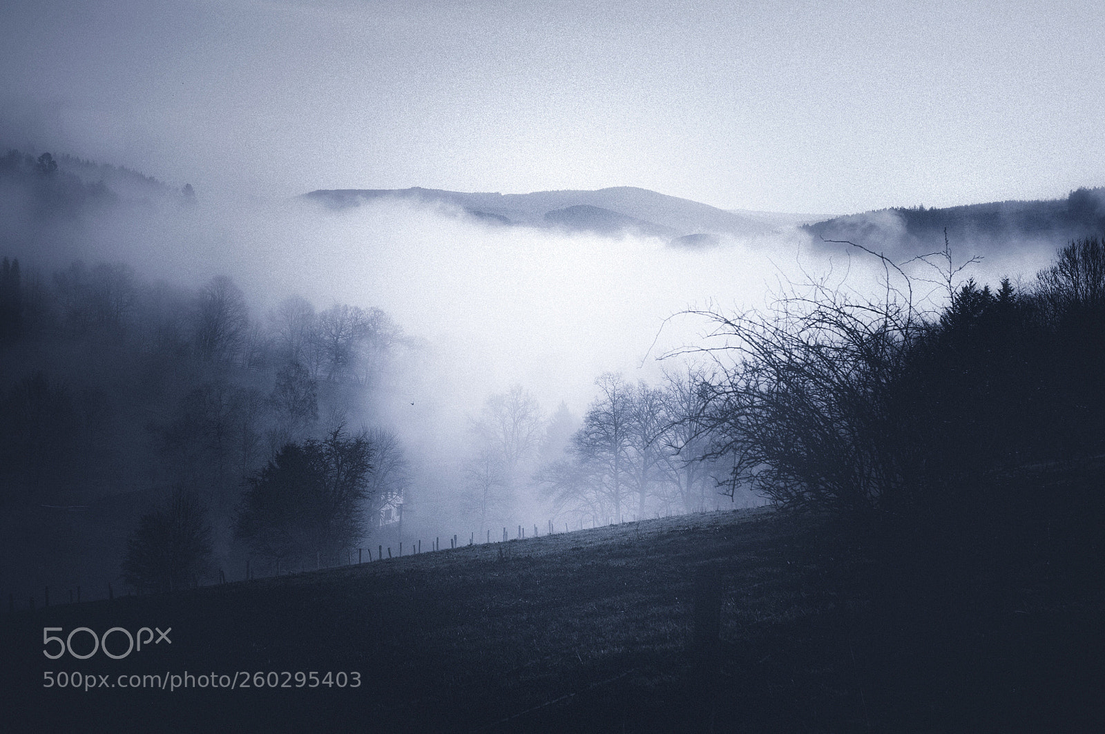 Nikon D5000 sample photo. Morning mist photography