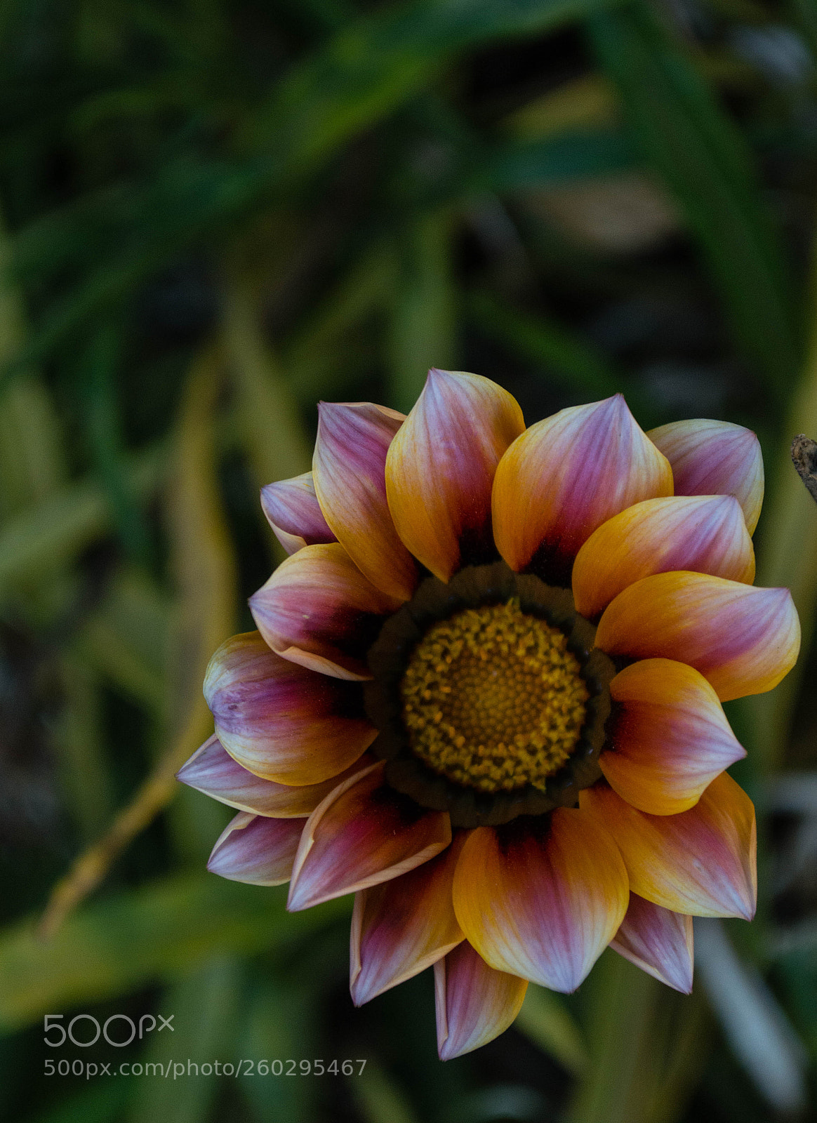 Nikon D3200 sample photo. Dsc photography