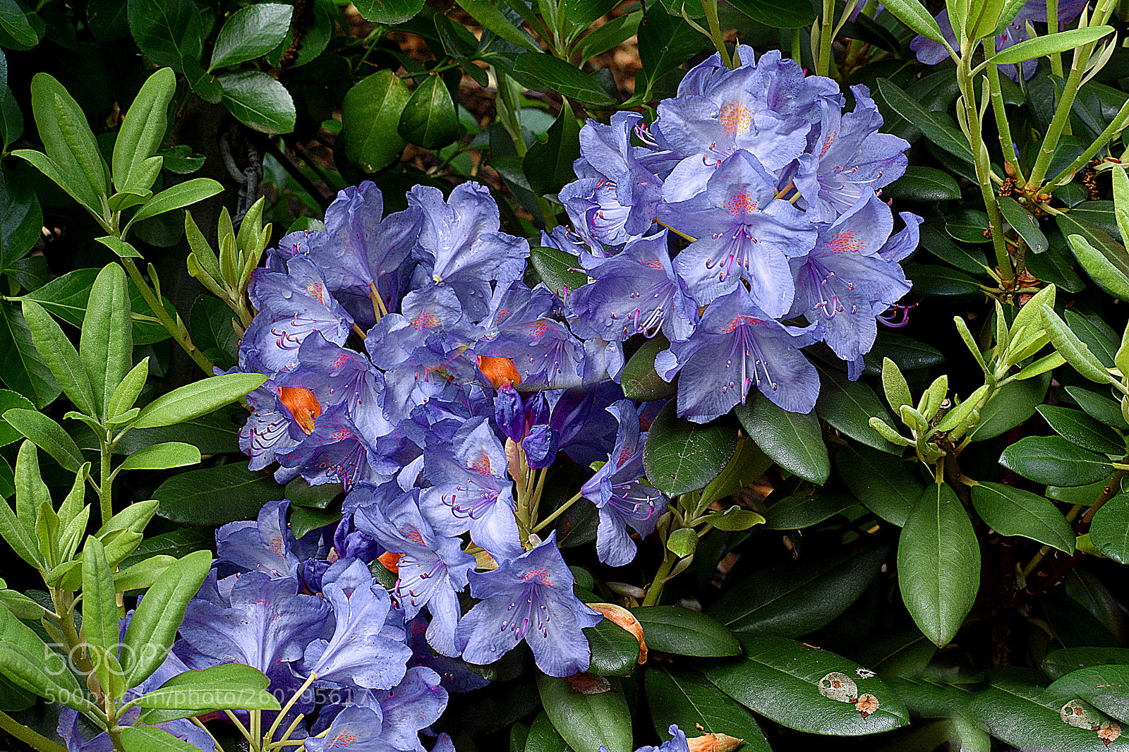 Nikon D3400 sample photo. Blue azeleas photography