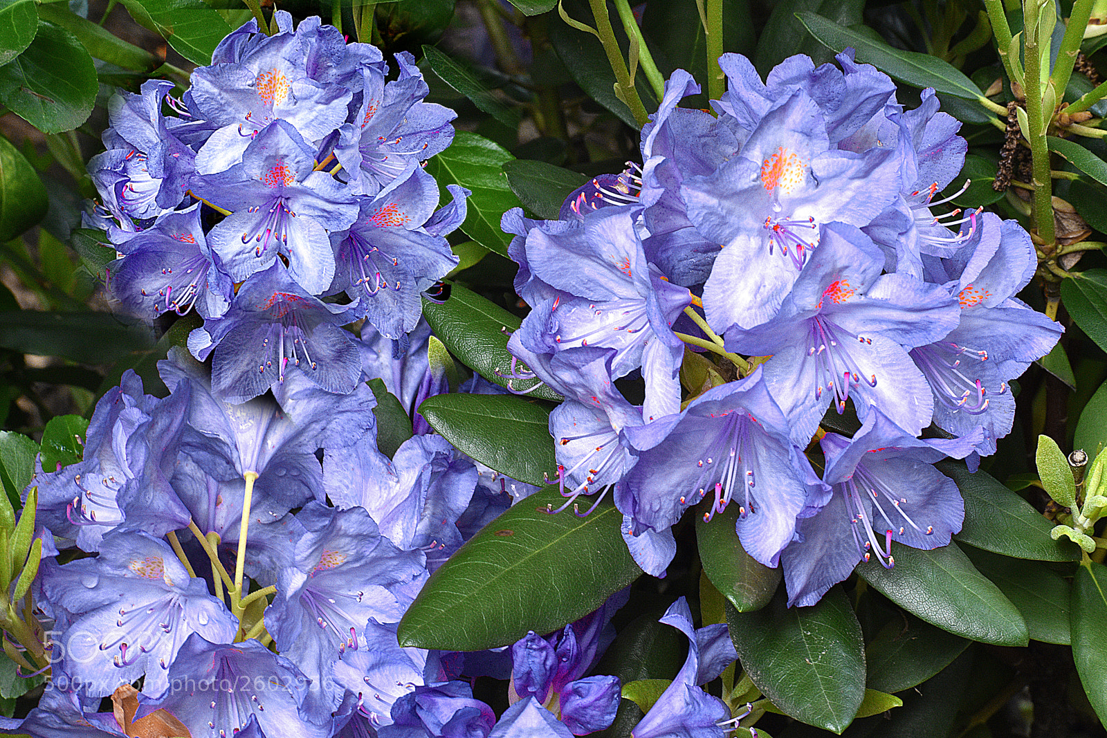Nikon D3400 sample photo. Blue azeleas photography