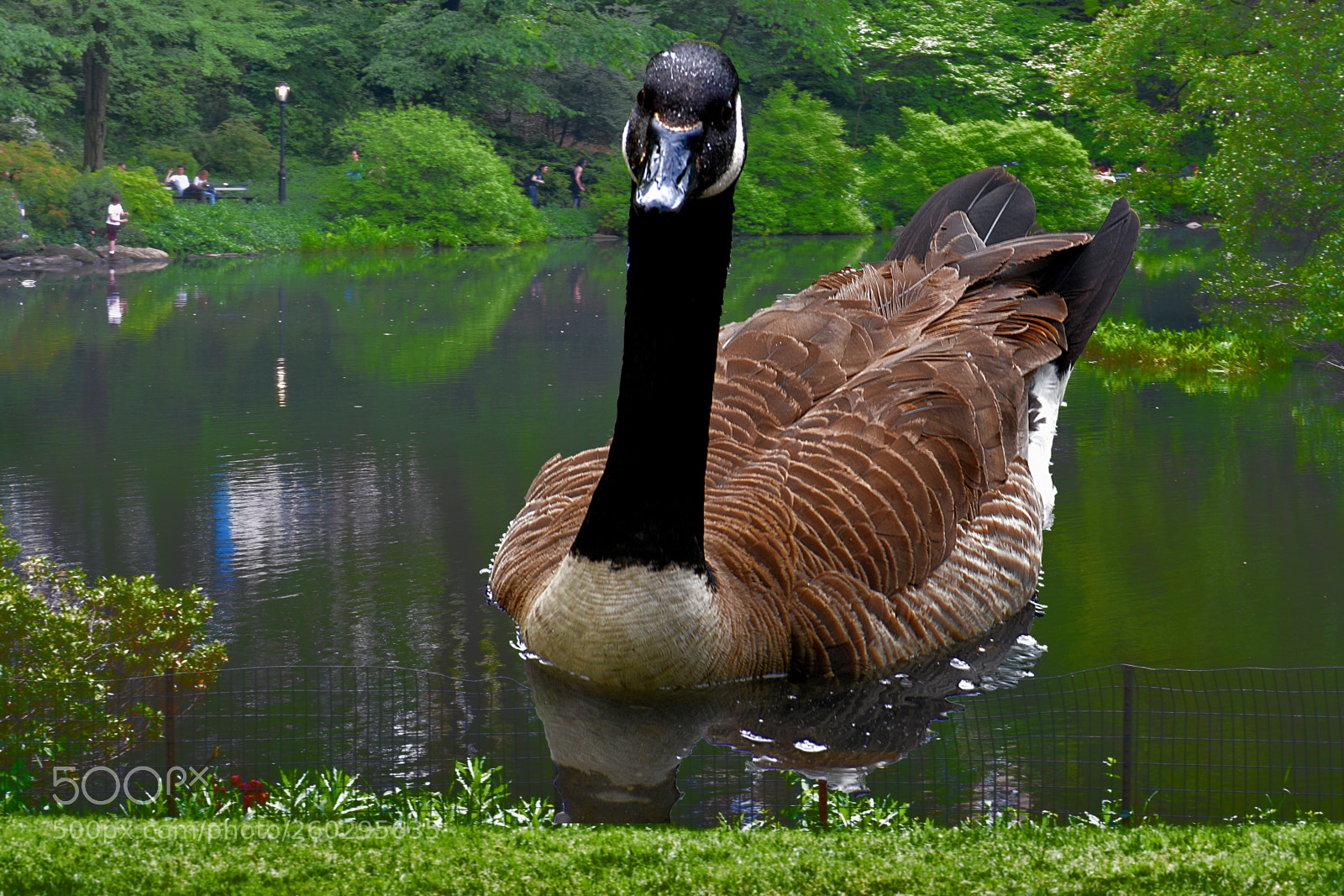 Nikon D3400 sample photo. Canadian goose on lake photography