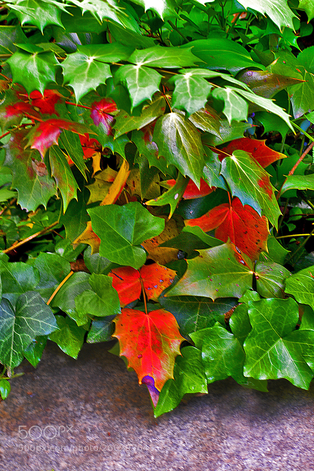 Nikon D3400 sample photo. Christmas colors photography